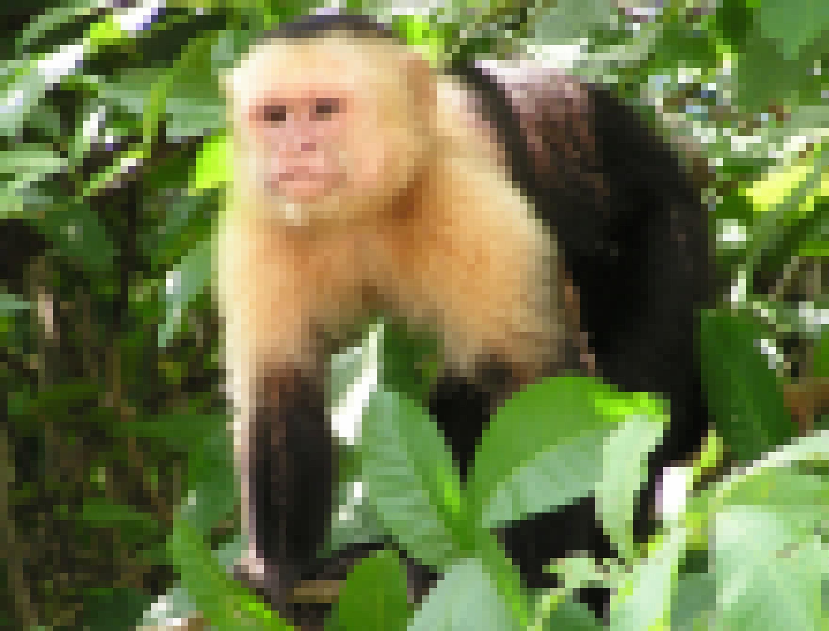 Zu sehen ist ein Kapuzineraffe im Geäst eines Regenwaldbaumes in Costa Rica. Er schaut aufmerksam nach links vorne, als habe er dort etwas entdeckt. Der Affe ist am Kopf und den Oberarmen hell, in einem gelblichen Ton gefärbt, am restlichen Körper dunkelbraun. Er steht auf allen Vieren zwischen grünen Blättern auf dünnen Ästchen. Das Leben im dreidimensionalen Raum des Dschungels und auf den schwankenden Ästen hat vermutlich die Gehirnentwicklung der Affen gefördert.