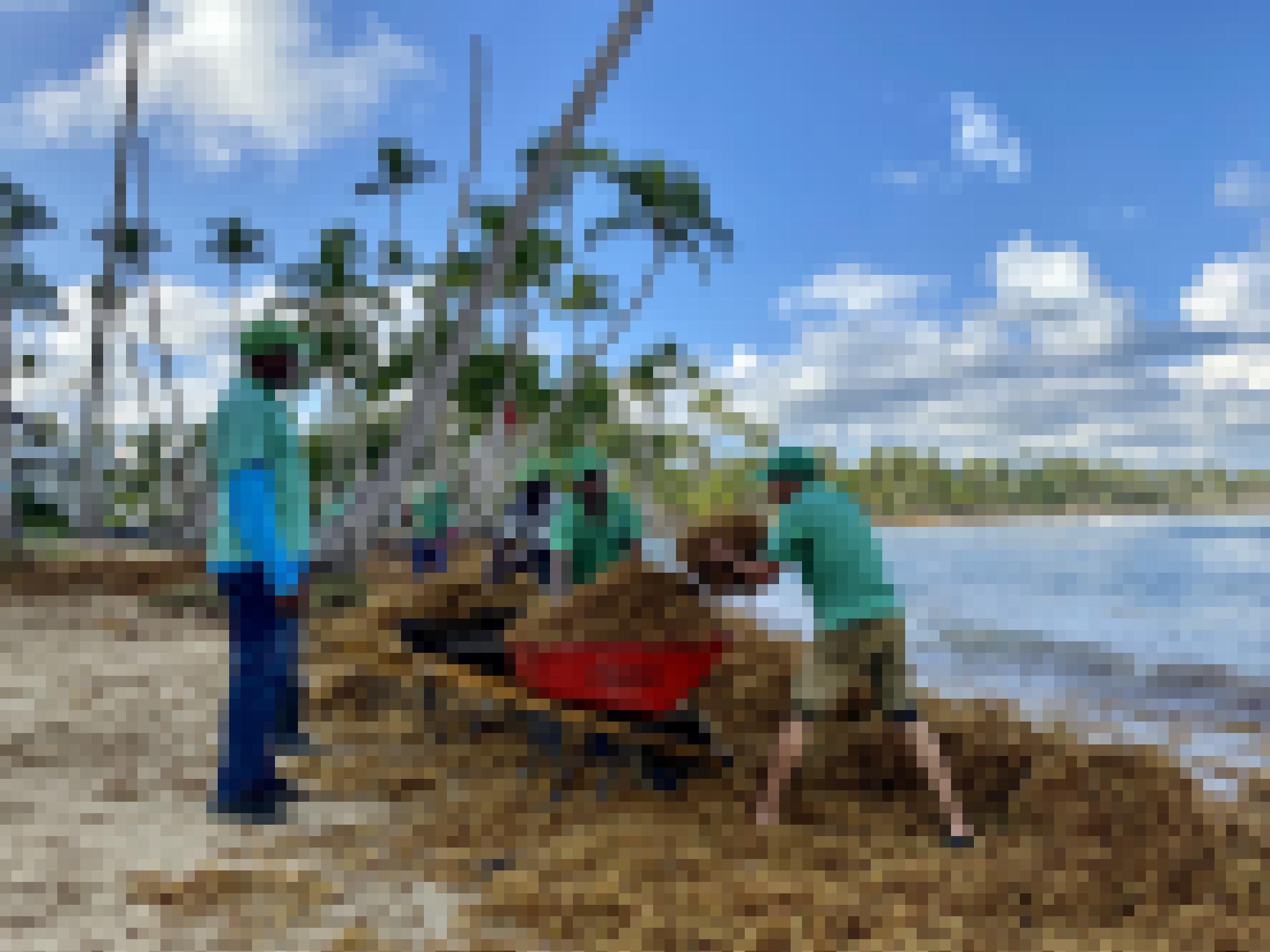 Angestellte reinigen einen Strand im Norden der Dominikanischen Republik mit Schubkarren, blossen Händen  und Mistgabeln.