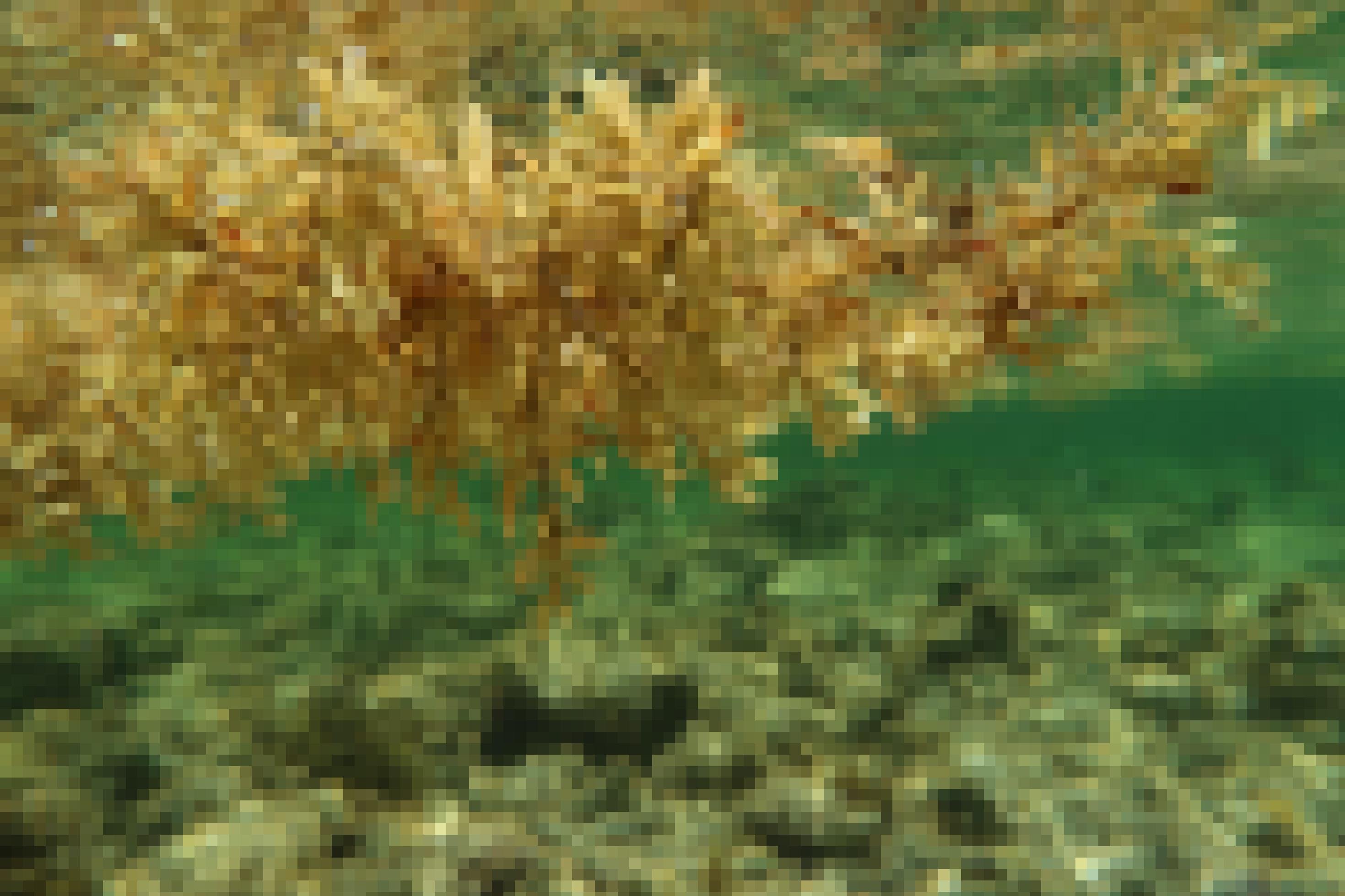 Braune Algen in Nahaufnahme schwimmen im grünblauen Wasser der Karibik.