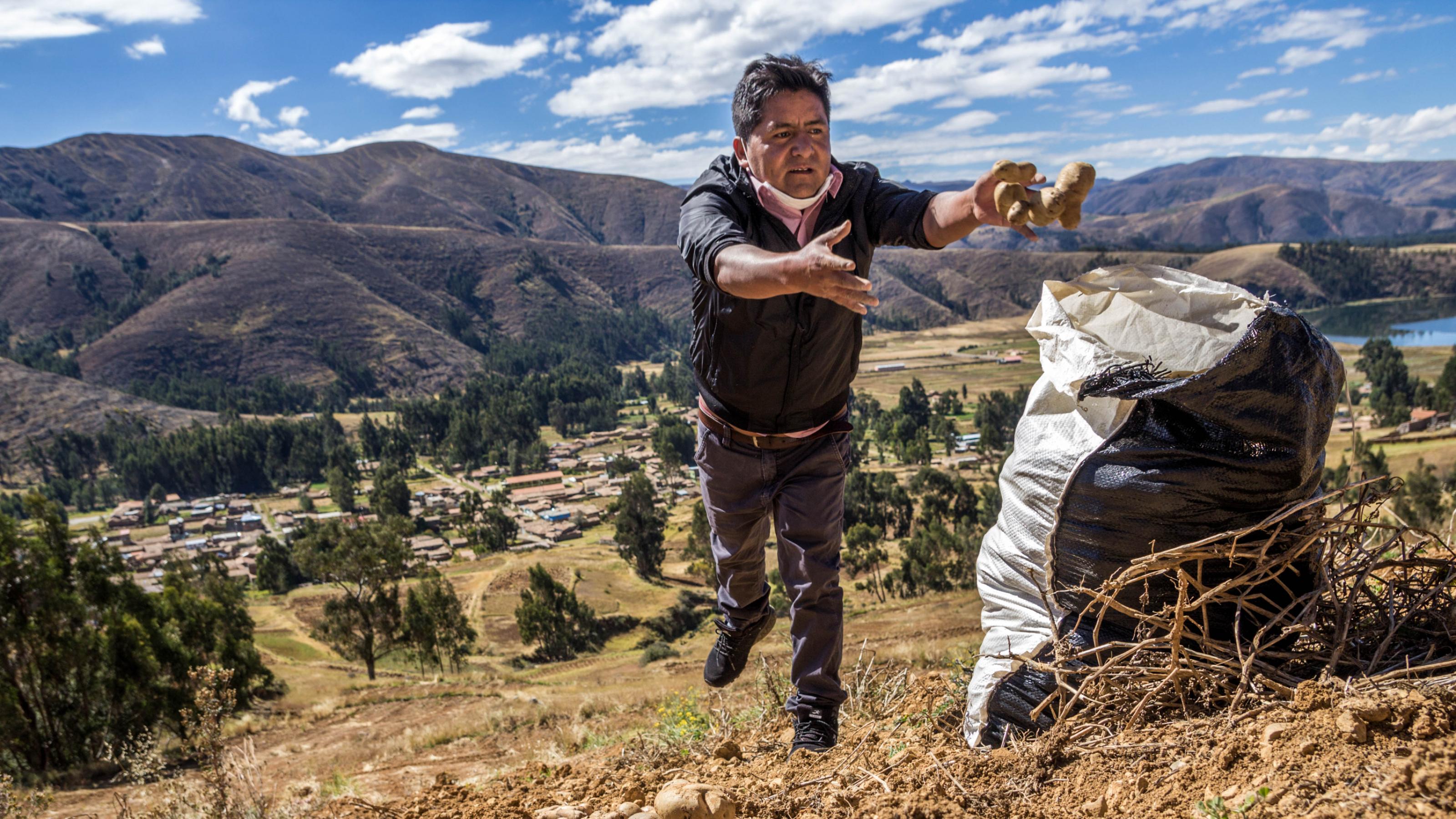 Ein Mann wirft Kartoffeln in einen Sack, der auf seine Feld steht. Im Hintergrund sieht man ein Tal, dahinter ragen Berge auf.