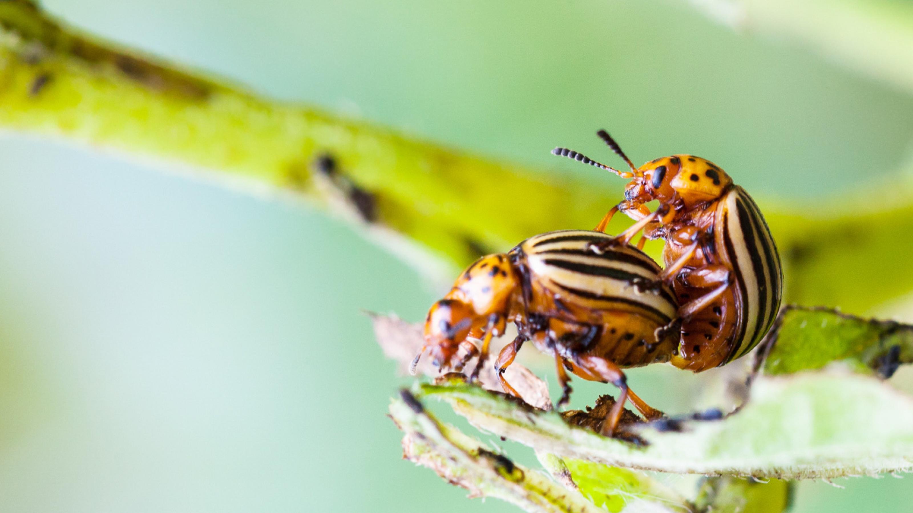 Zwei bernsteinbraune Käfer mit gelb-schwarz gestreiften Flügeln. Das Männchen hängt auf dem Rücken des Weibchens.