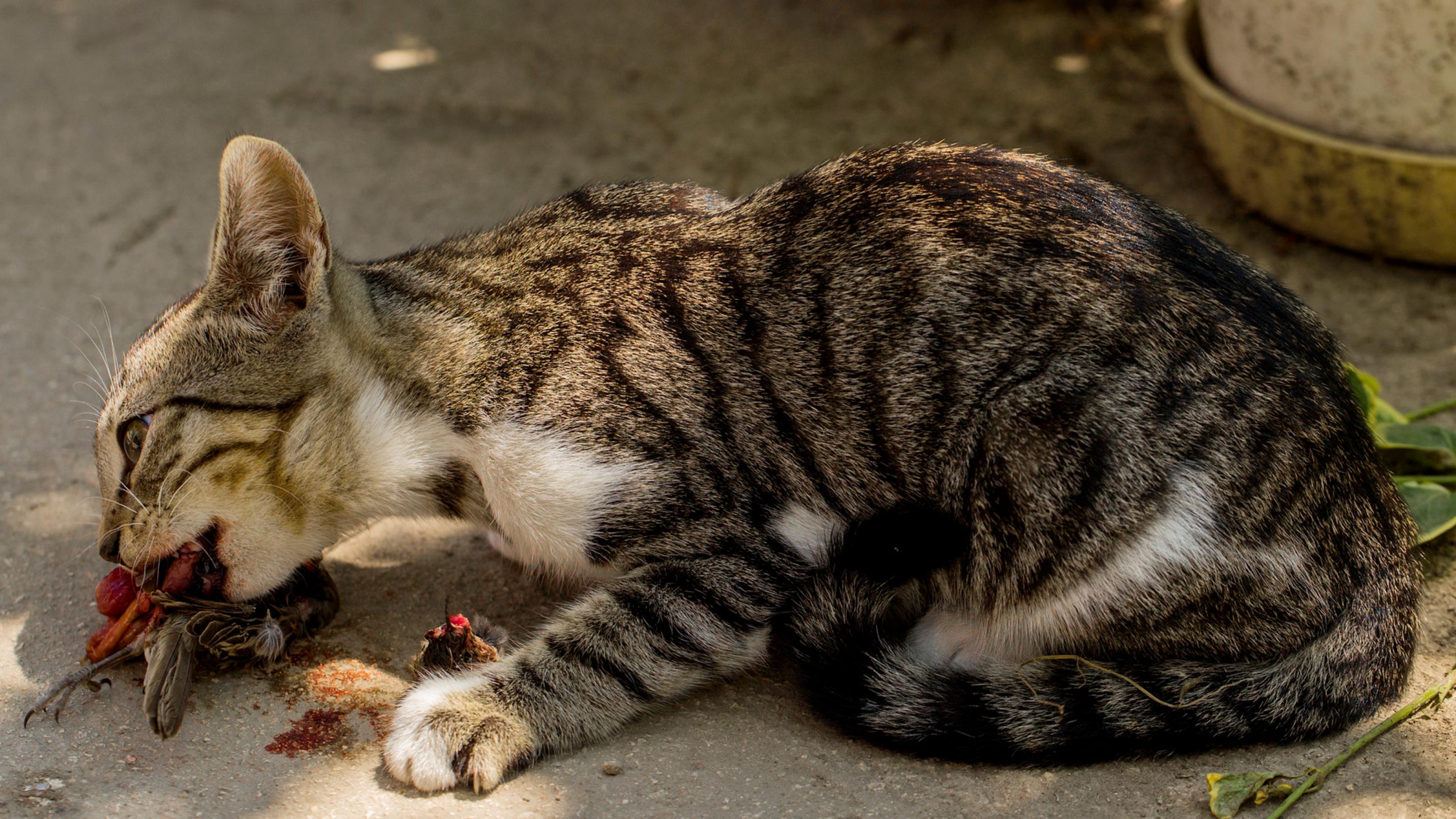 Eine grau-getigerte Hauskatze mit weißem Bauch frisst einen kleinen, braunen Vogel.