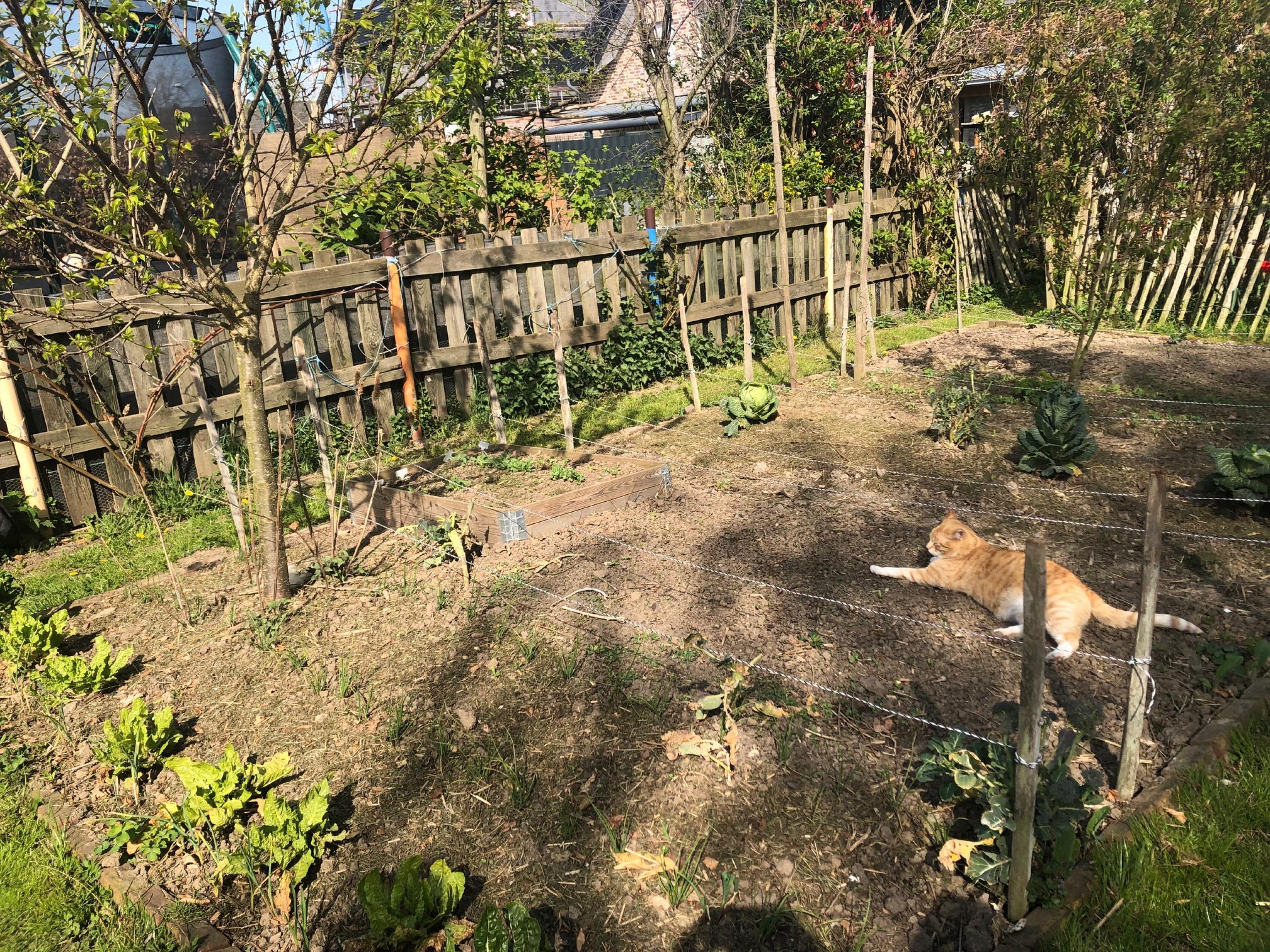 Der Permakultur-Gemüsegarten Mitte April.