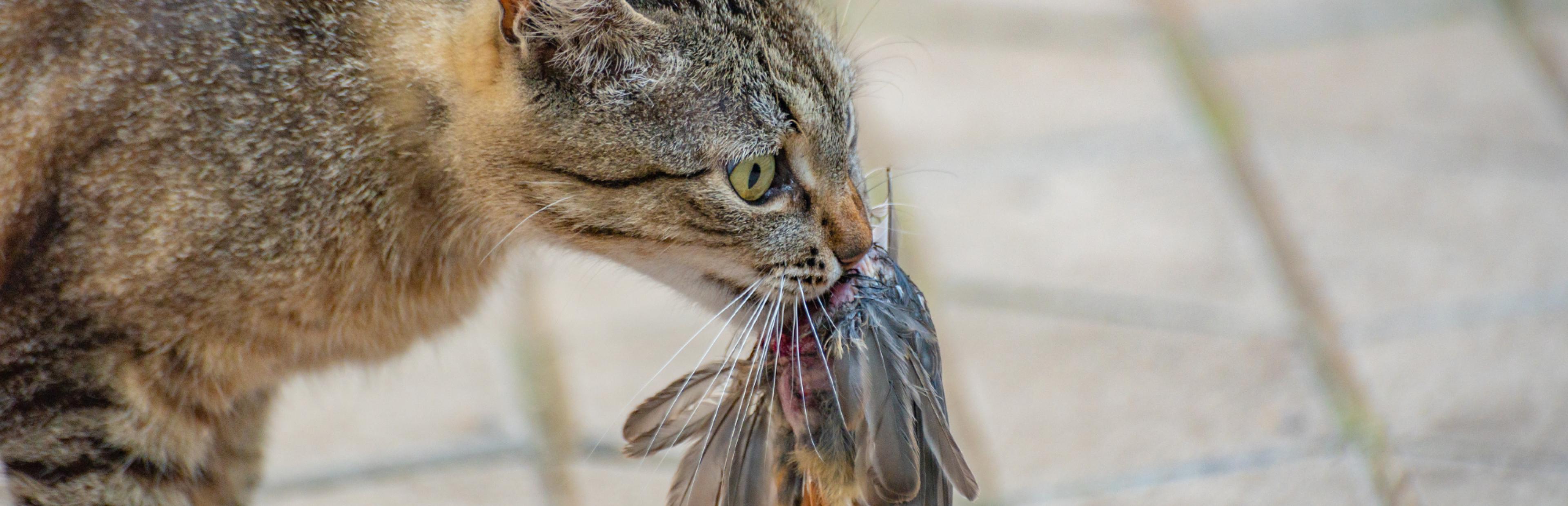 Eine Katze mit einem Rotschwanz im Maul.