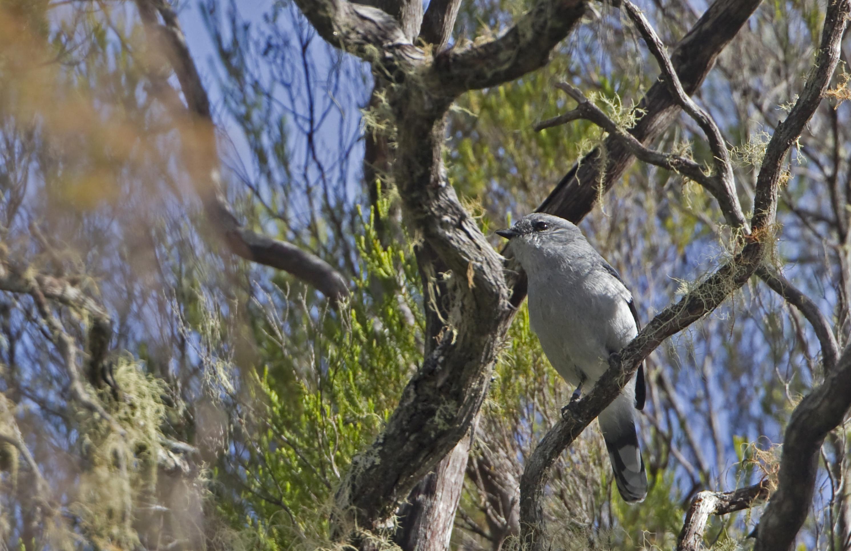 Ein grau gefärbter Newtonraupenfänger sitzt im Astwerk des Regenwaldes.
