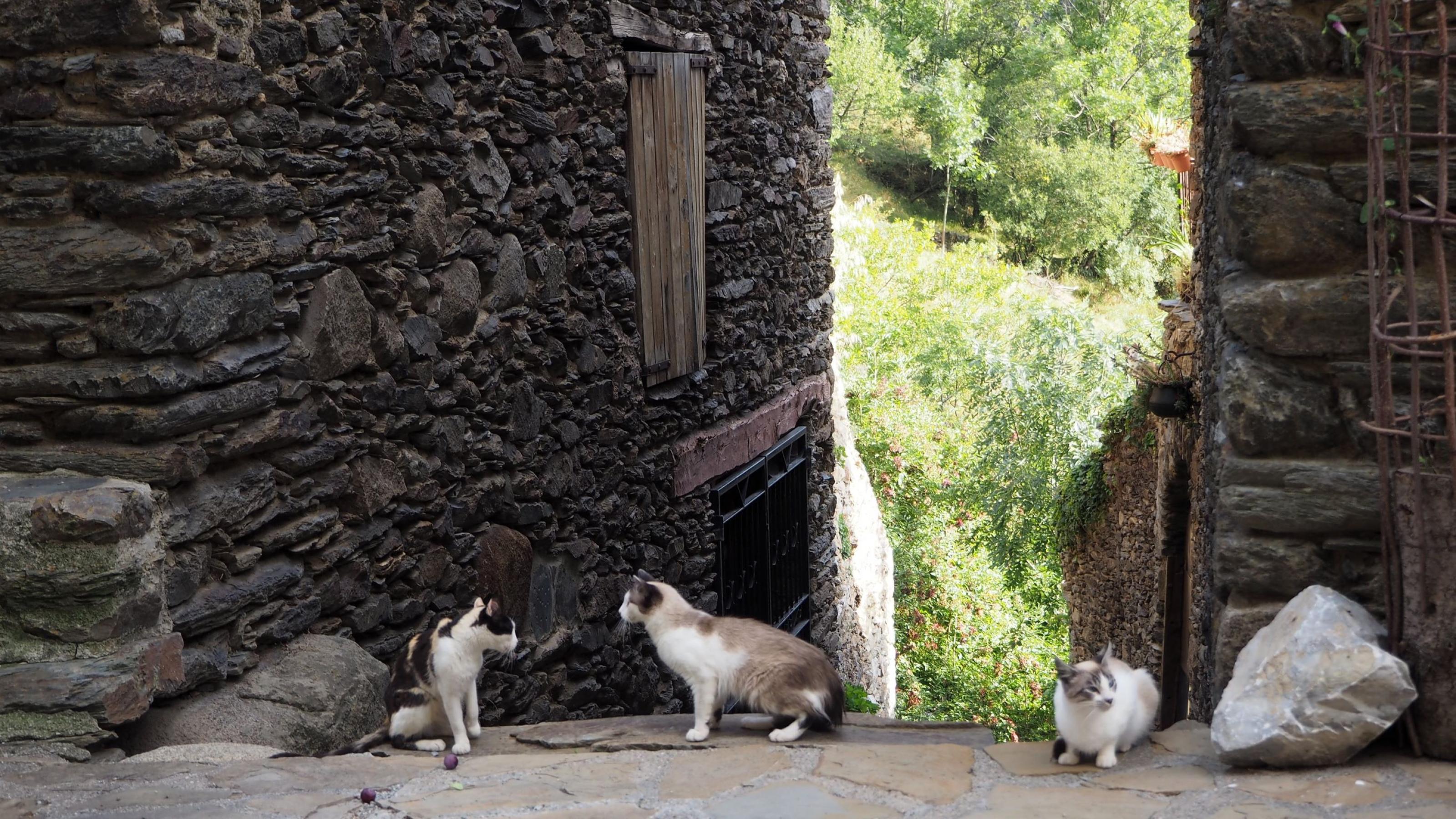 Drei Katzen sitzen auf einer Dorfgasse zwischen Steinhäusern.