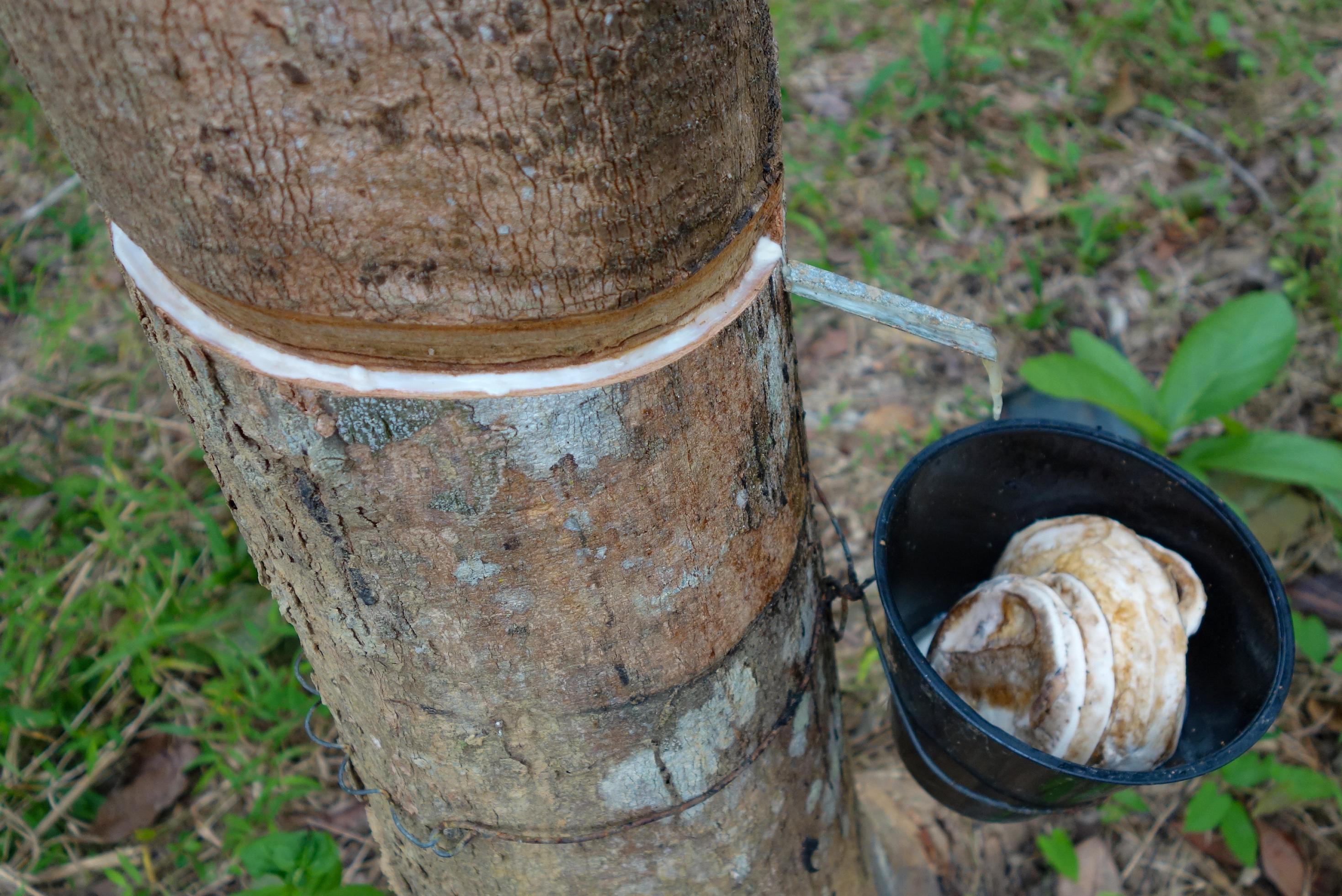 In einen Baumstamm sind Rillen geritzt, über die der Milchsaft aus dem Inneren des Kautschukbaums abfließen kann. Ein Metallplättchen führt ihn in einen schwarzen Plastikeimer, wo der Latex gesammelt wird.