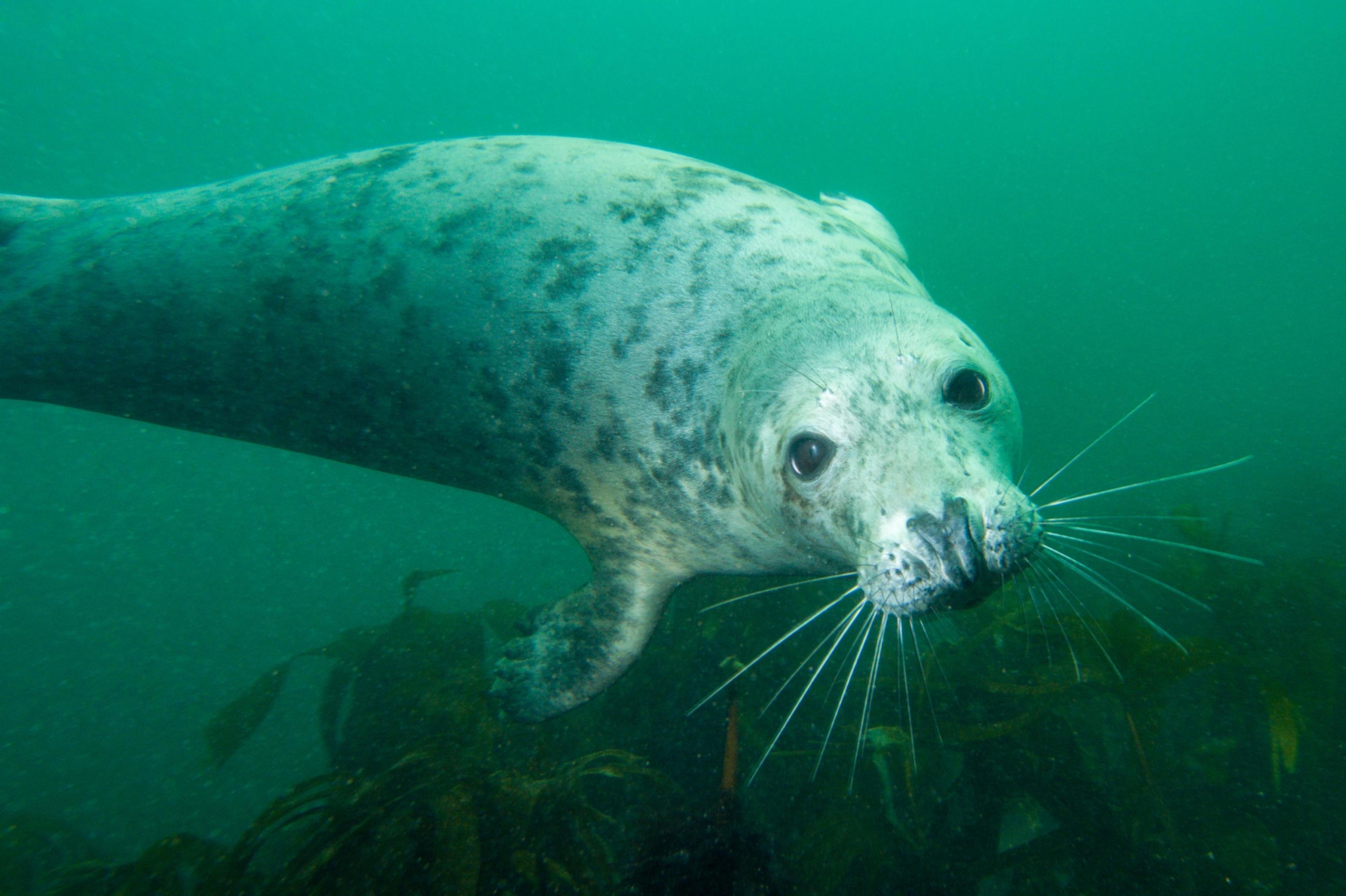 Im grünlich schimmernden Wasser taucht elegant eine graue Robbe und wendet ihre großen Augen den Betrachtenden zu.