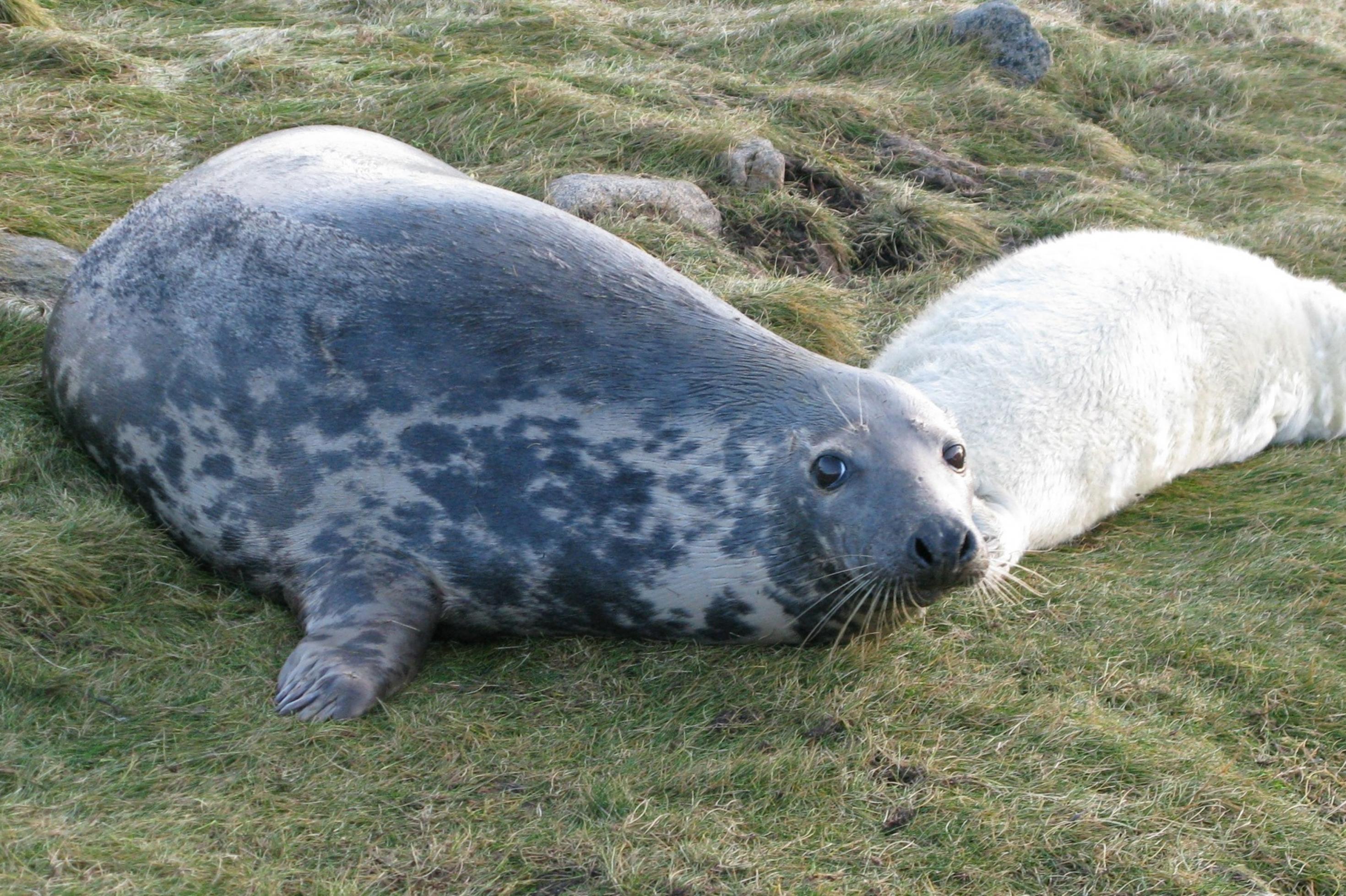 Eine große graue Robbe liegt auf einer blassgrünen Wiese und schaut in die Kamera. Dahinter leigt das deutlich kleinere Jungtier mit weißem Fell.
