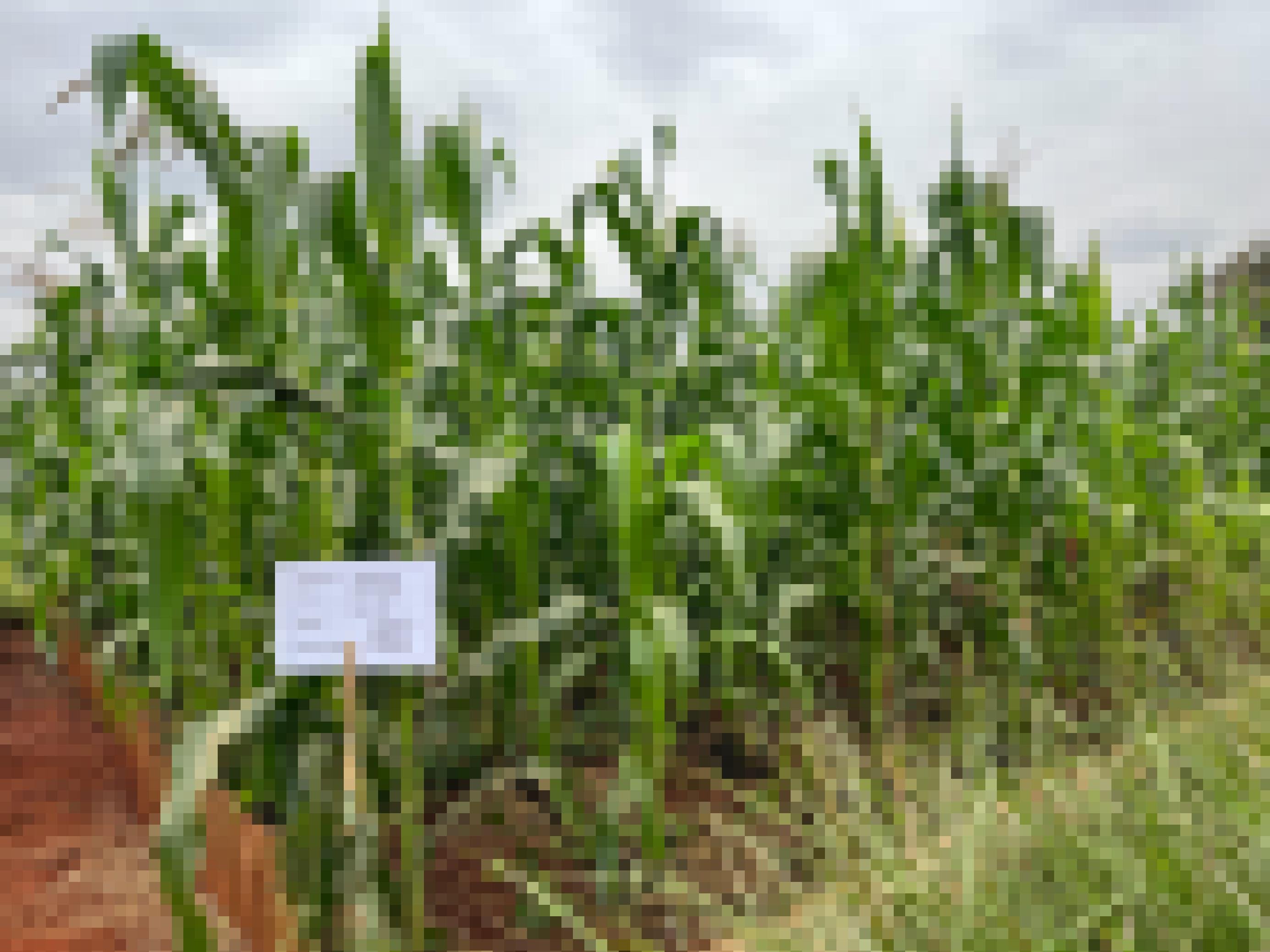 Die Maispflanzen stehen sehr kräftig. Ein Schild vor dem Feld erklärt, dass sie biologisch behandelt werden.