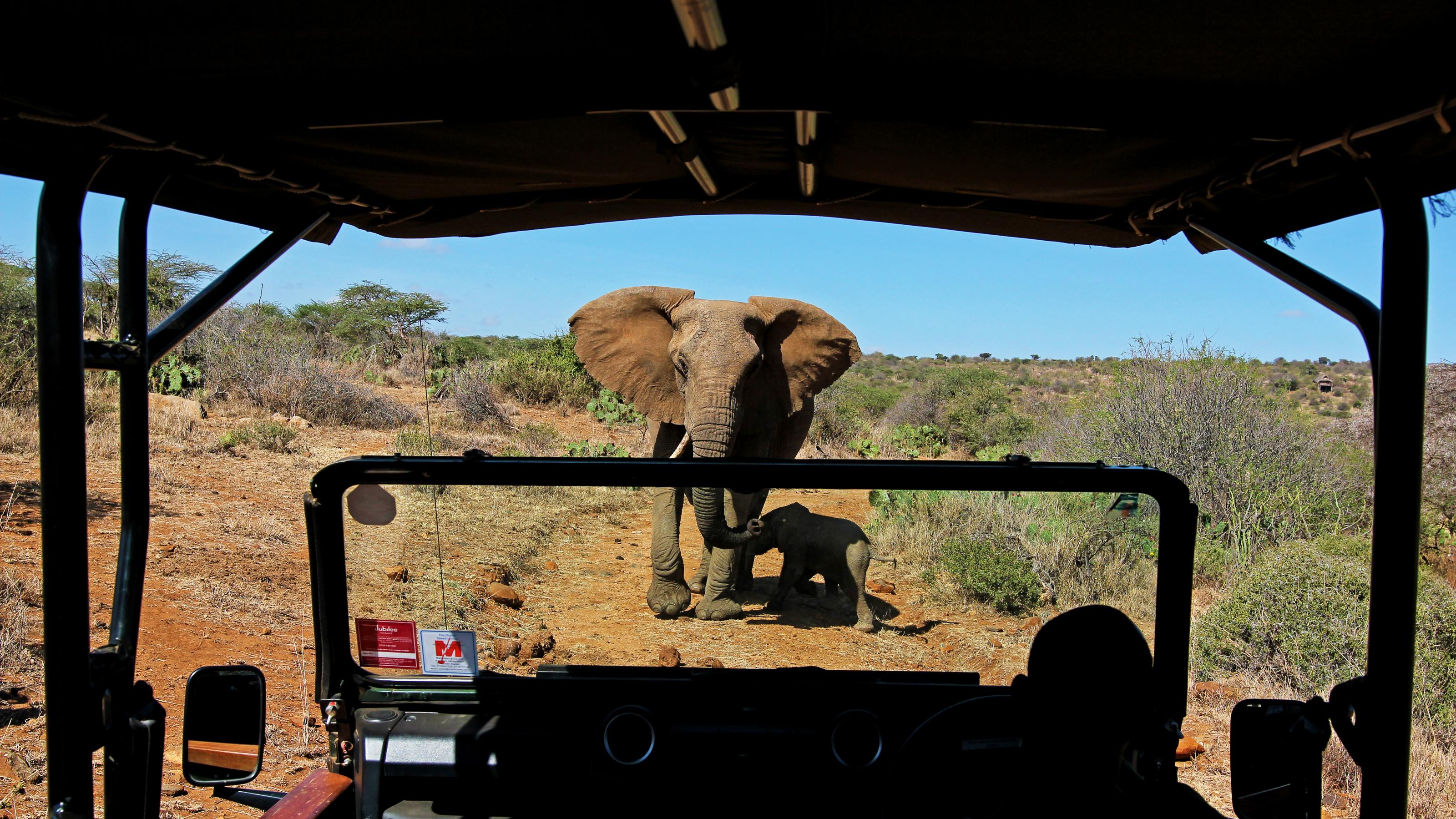 Ein Elefant steht mitten auf der roten Piste im Loisaba-Schutzgebiet in Kenia. Das Foto ist aus einem Geländewagen heraus aufgenommen, das Auto ist im Anschnitt zu sehen und rahmt das Foto ein.