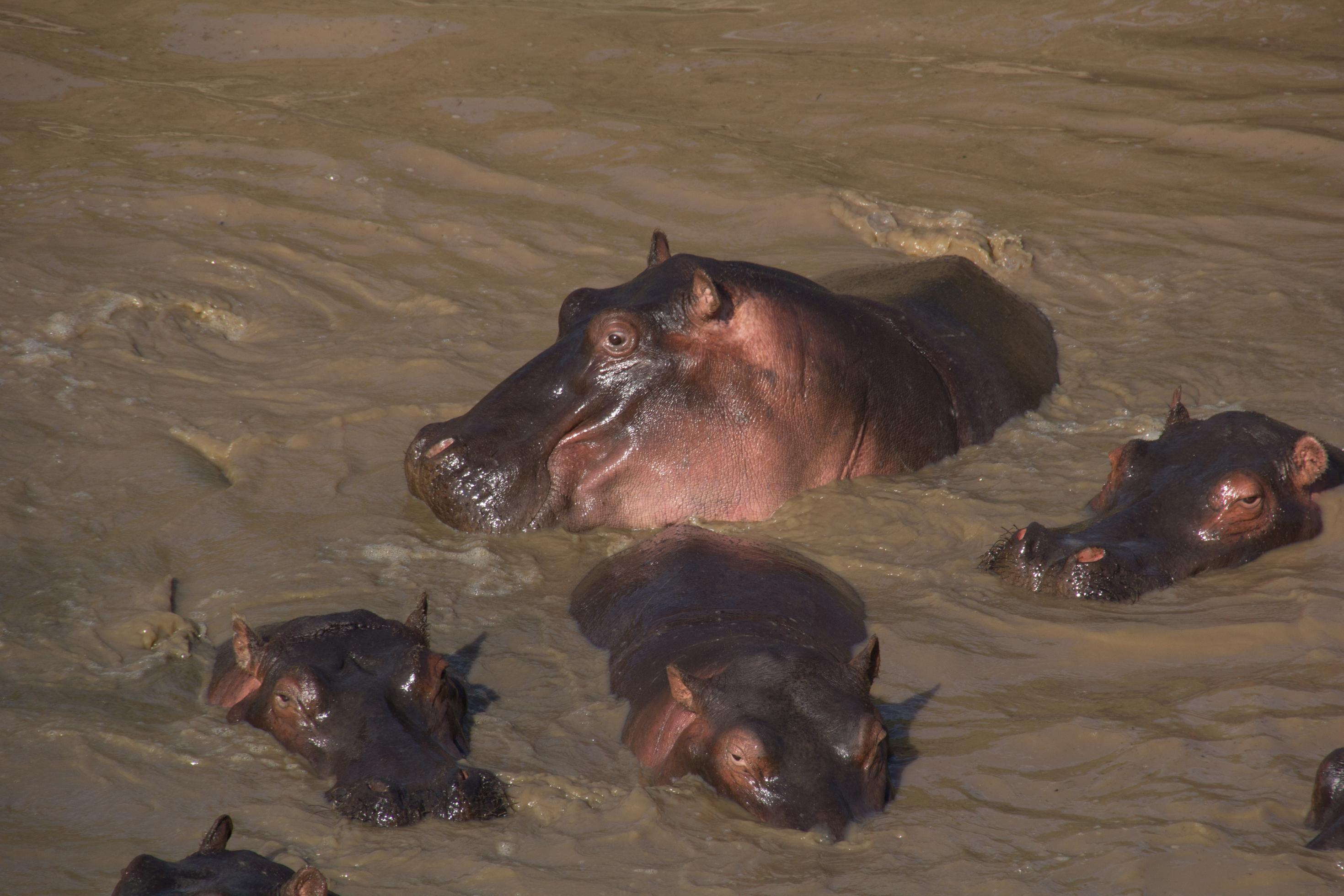 Einige Flusspferde sind mit ihren Köpfen aus dem Mara aufgetaucht.