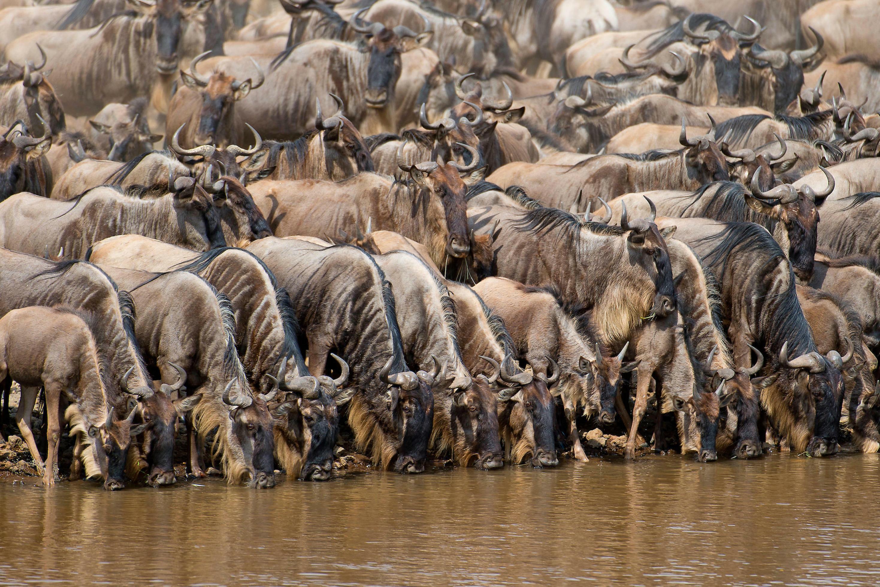 Dicht gedrängt stehen etliche Gnus, die Köpfe in den Mara-Fluss gesenkt, um zu trinken.