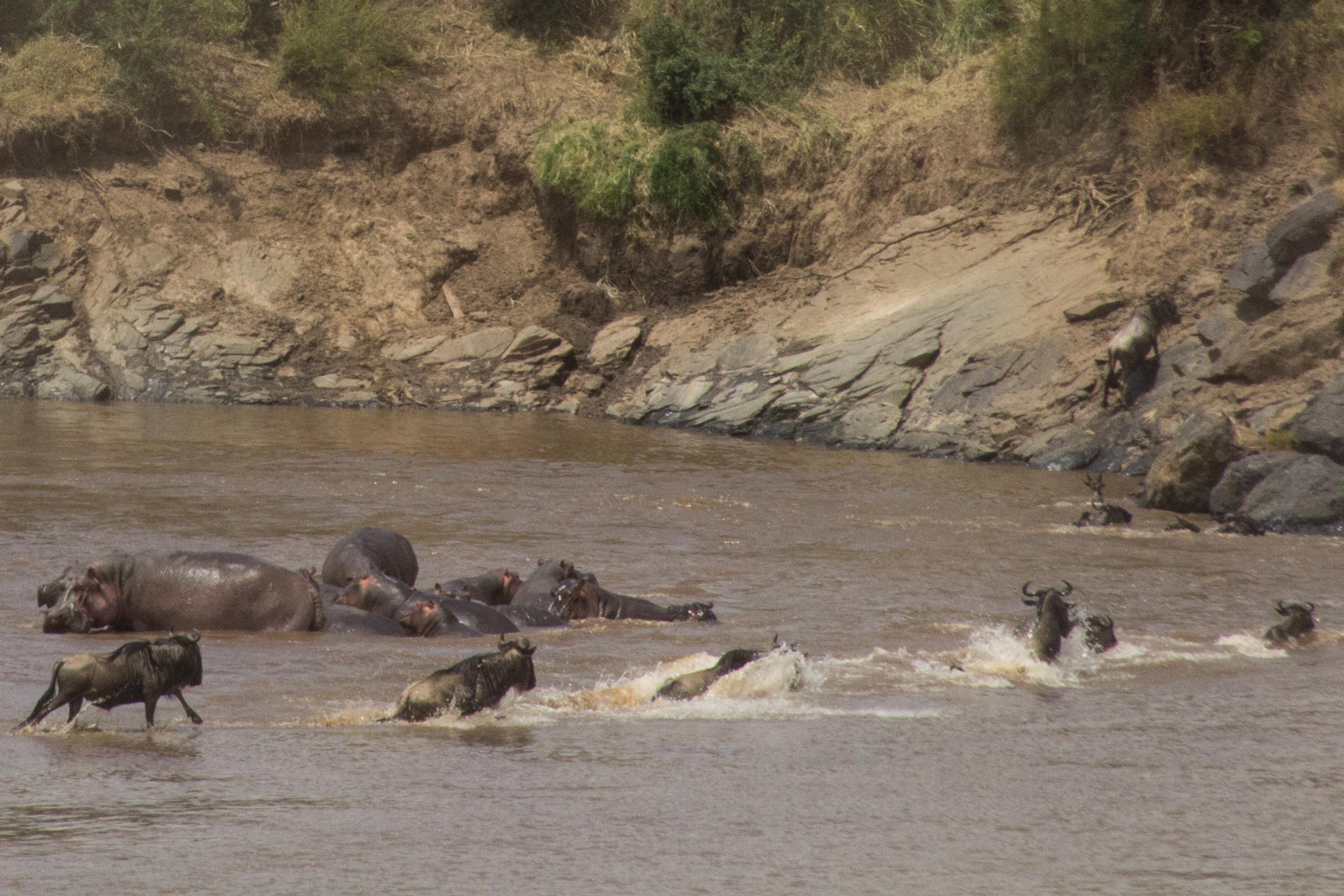 Zu sehen ist der Mara-Fluss, Gnus springen durch den Fluss. Daneben liegen Flusspferde. Oben auf dem Steilufer des Flusses stehen die Safari-Autos von Touristen.