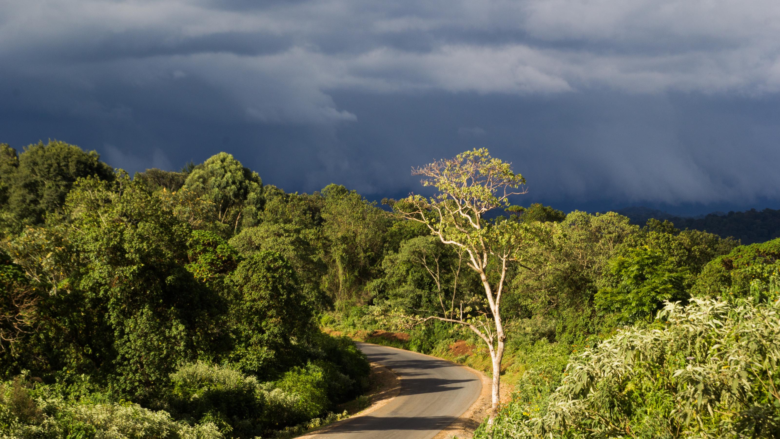 Eine asphaltierte Straße führt in dichten Wald, die Sonne steht noch auf Bäumen im Vordergrund. Hinten ziehen schwere Gewitterwolken auf.