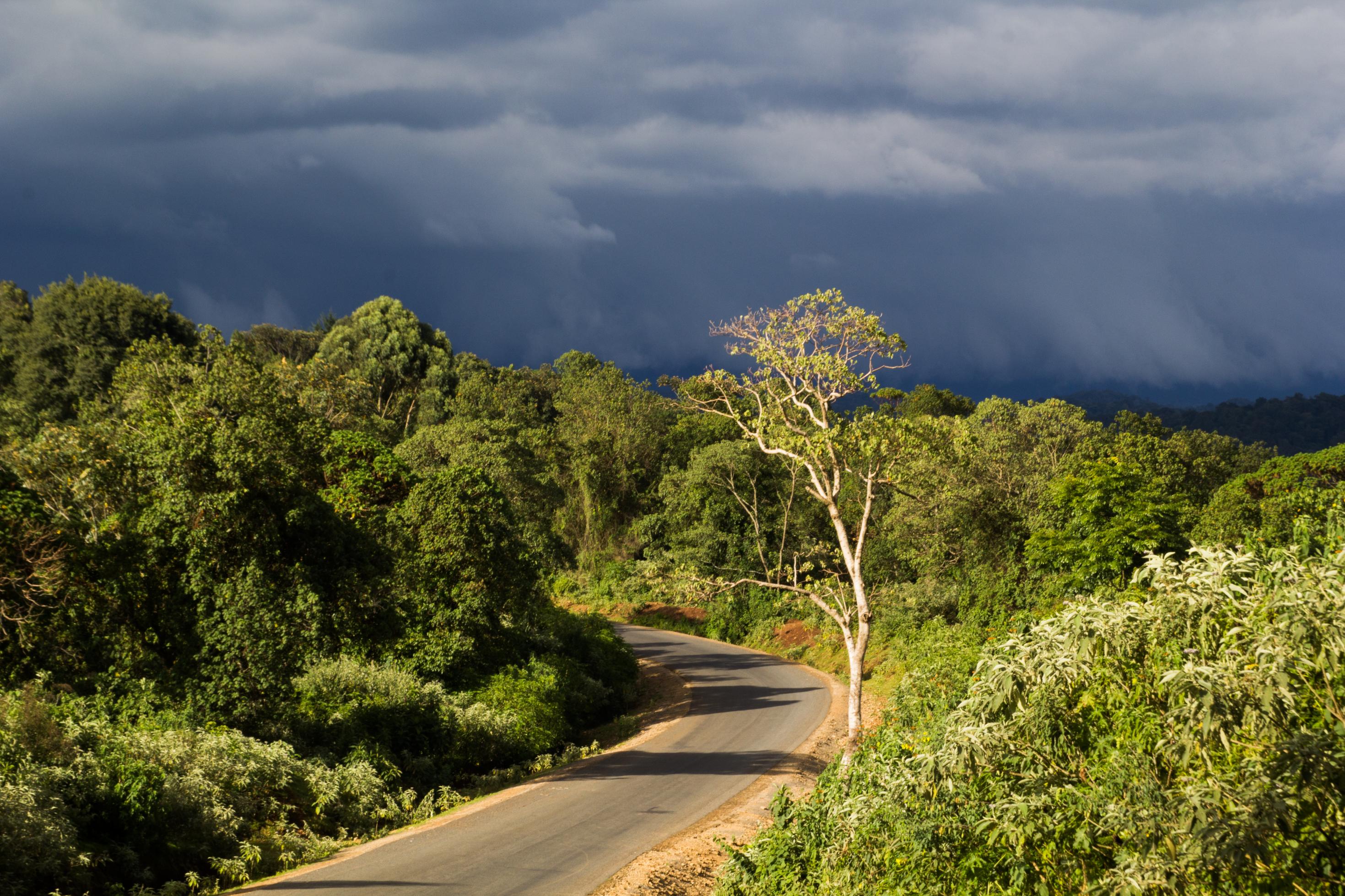 Eine asphaltierte Straße führt in dichten Wald, die Sonne steht noch auf Bäumen im Vordergrund. Hinten ziehen schwere Gewitterwolken auf.
