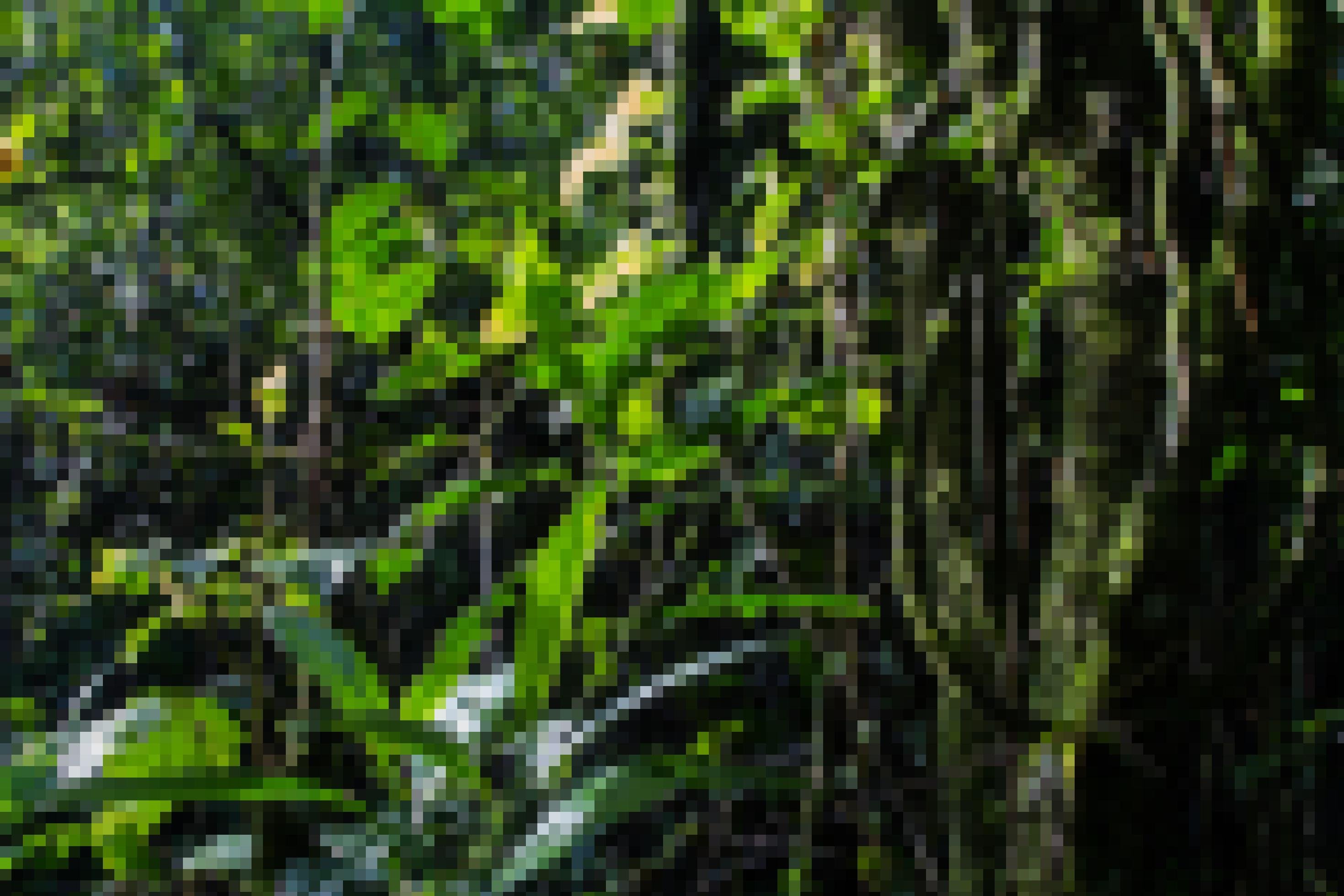 Das Blätterwerk im Mau-Wald ist grün und dicht, weil es viel regnet.