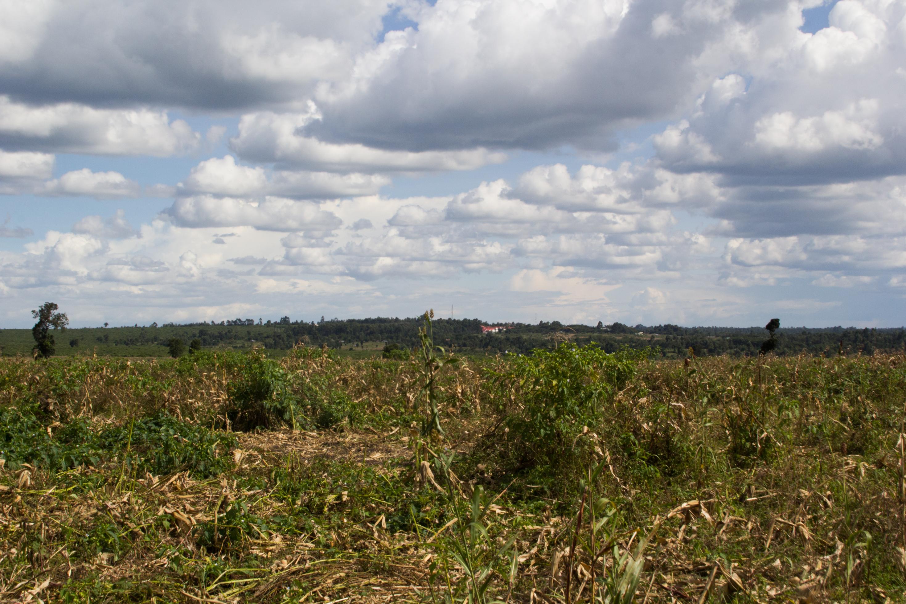 Im Vordergrund ist ein abgeerntetes Maisfeld zu sehen, im Hintergrund ein paar Bäume, zwischen den Bäumen einige Häuser.