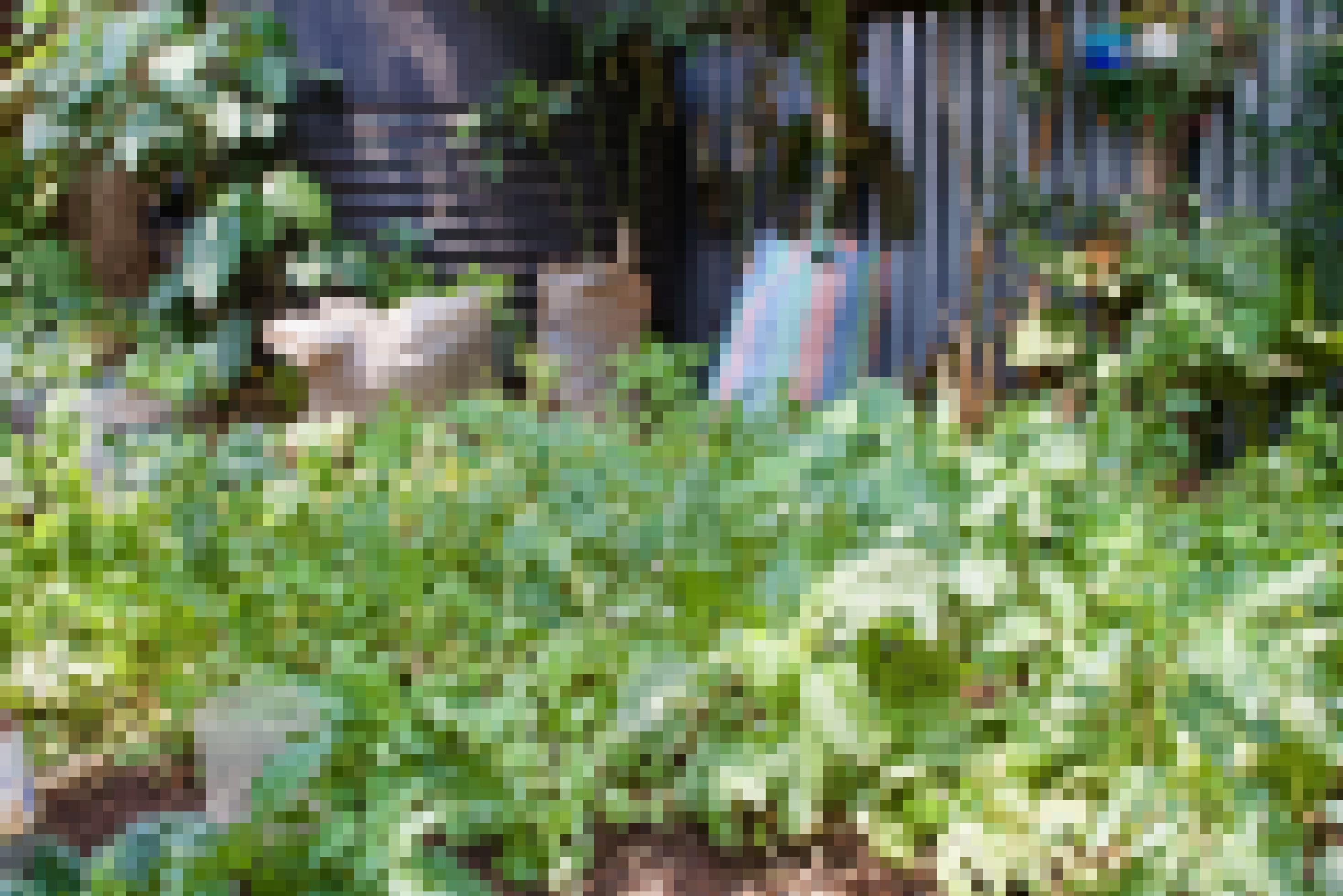 Ein Ausschnitt aus Kiambas Garten, das Blattgemüse steht dicht und kräftig, im Hintergrund sind bepflanzte Säcke und halbierte PET-Flaschen zu sehen.