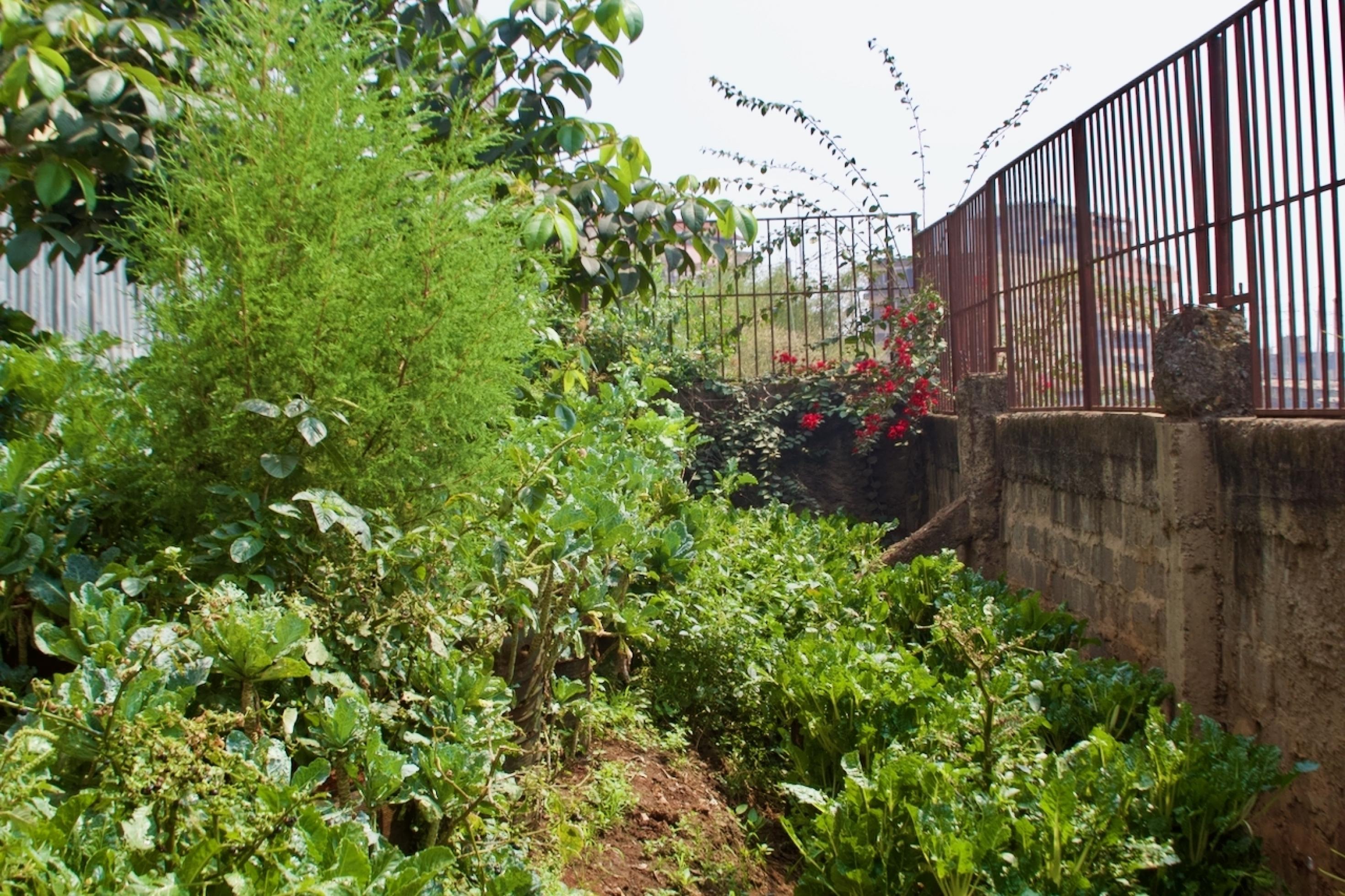 Eine Mauer, die mit einem Gitter abgeschlossen ist, umfasst ein kleines Gartenstück. Das Gemüse wächst nicht am Boden, sondern in Säcken in die Höhe. So wirkt der Garten besonders üppig bewachsen.