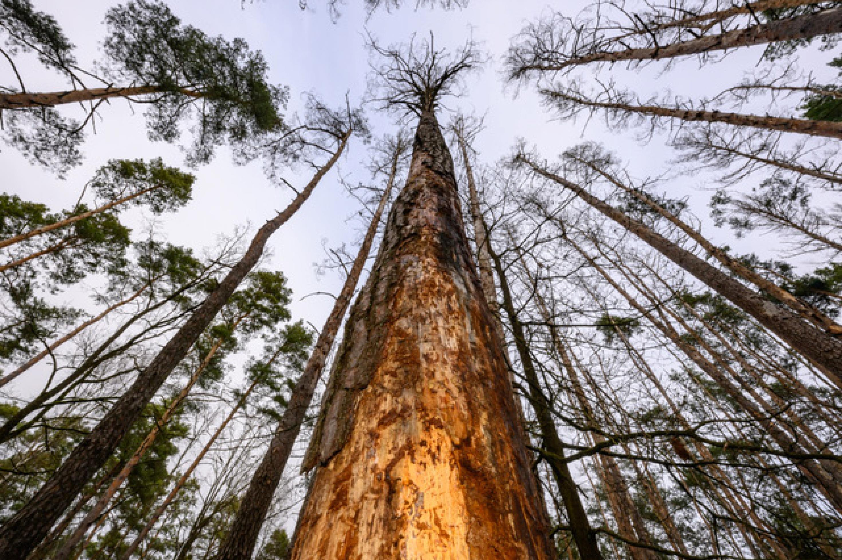 Der Blick geht am Stamm des Baumes hoch in seine kahle Krone: Die Rinde fehlt großteils, darunter leuchtet eher goldgelb als braun das nackte Holz.