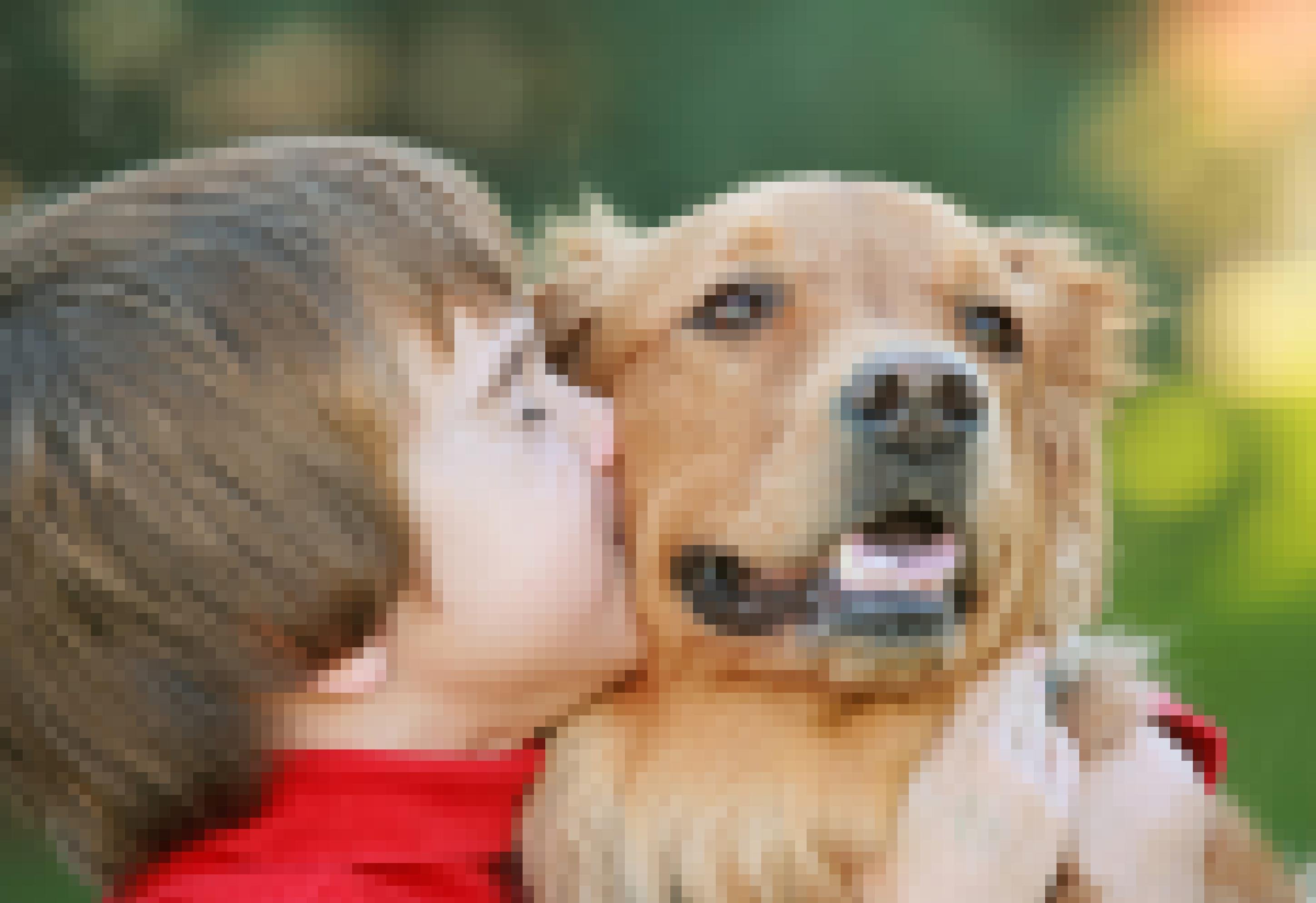 Ein Junge umarmt einen Hund und küsst ihn auf die Wange. Der Hund ist ein Hovawart oder ein Golden Retriever.