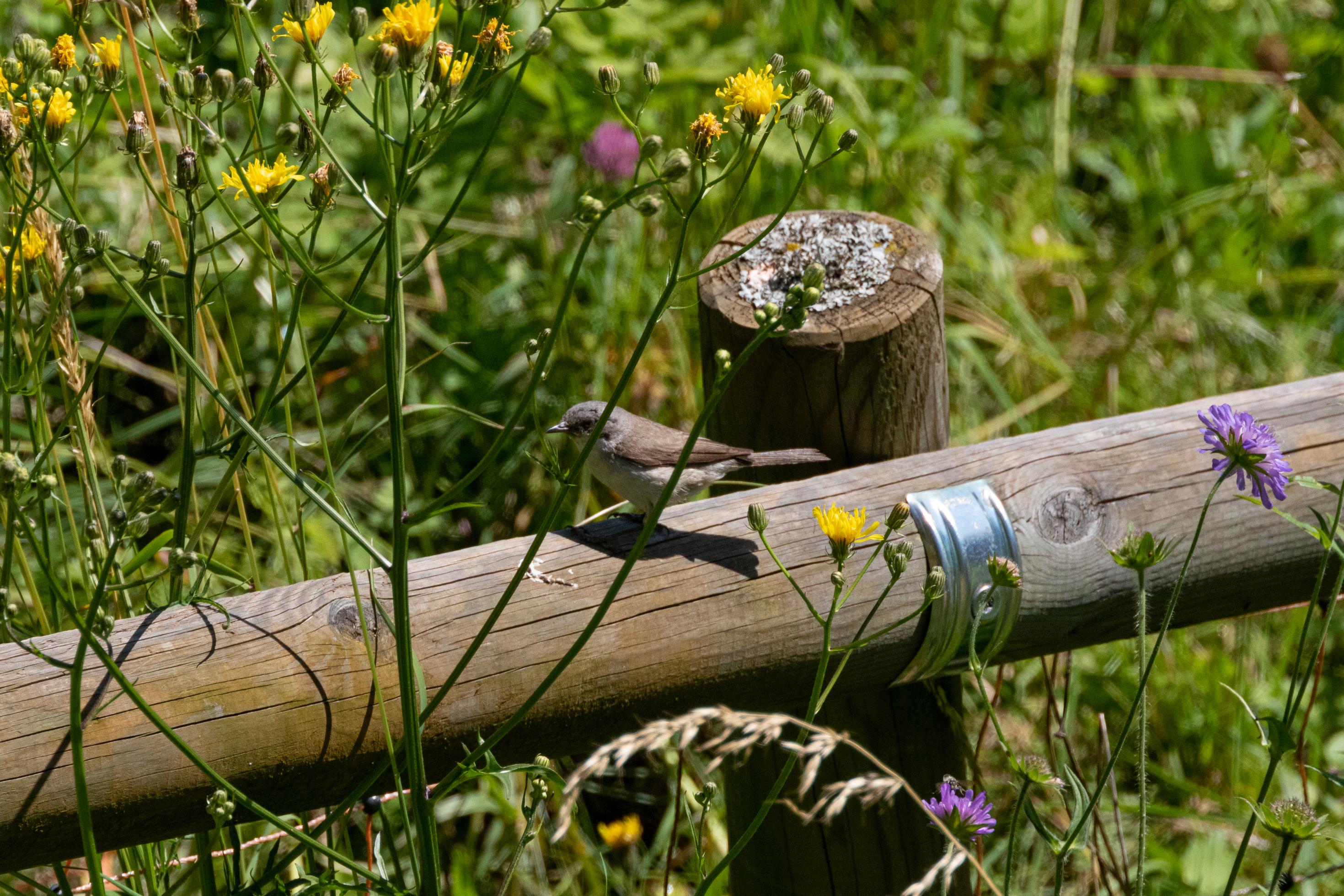 Kleiner grauer Vogel auf Holzzaun, drumherum Wiese mit blühenden Blumen
