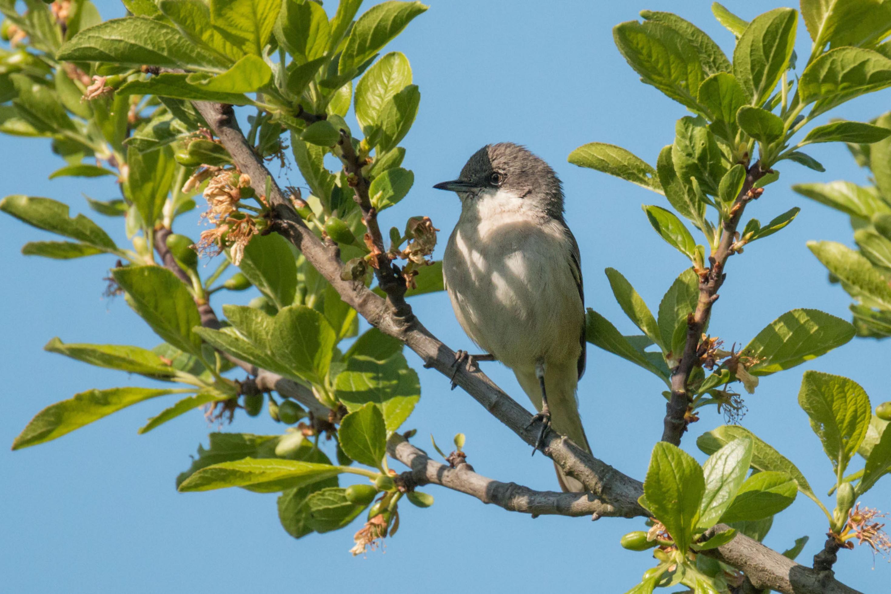 Eine Klappergrasmücke auf (vermutlich) einem Apfelbaum