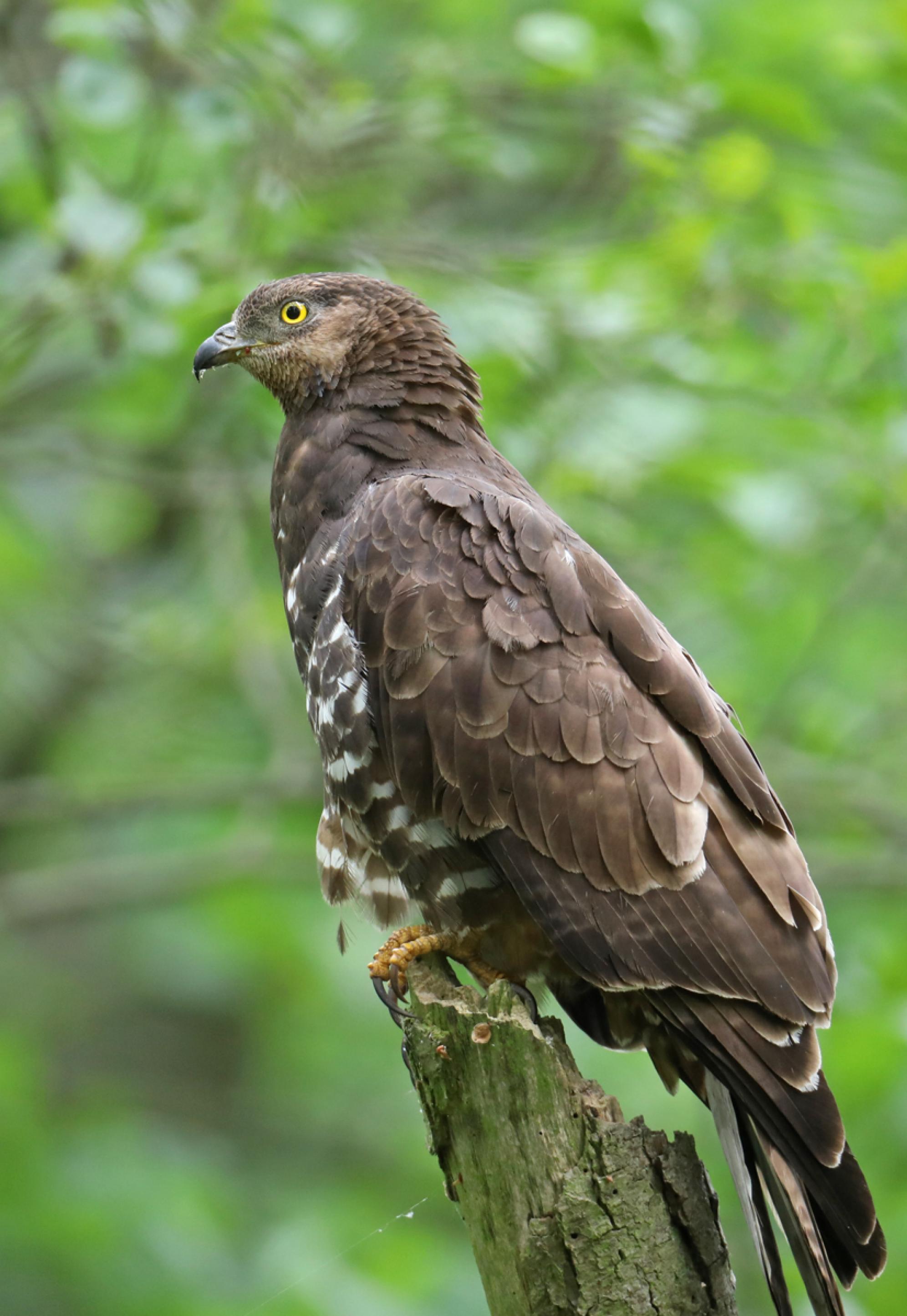 Wespenbussard im. Wald sitzend