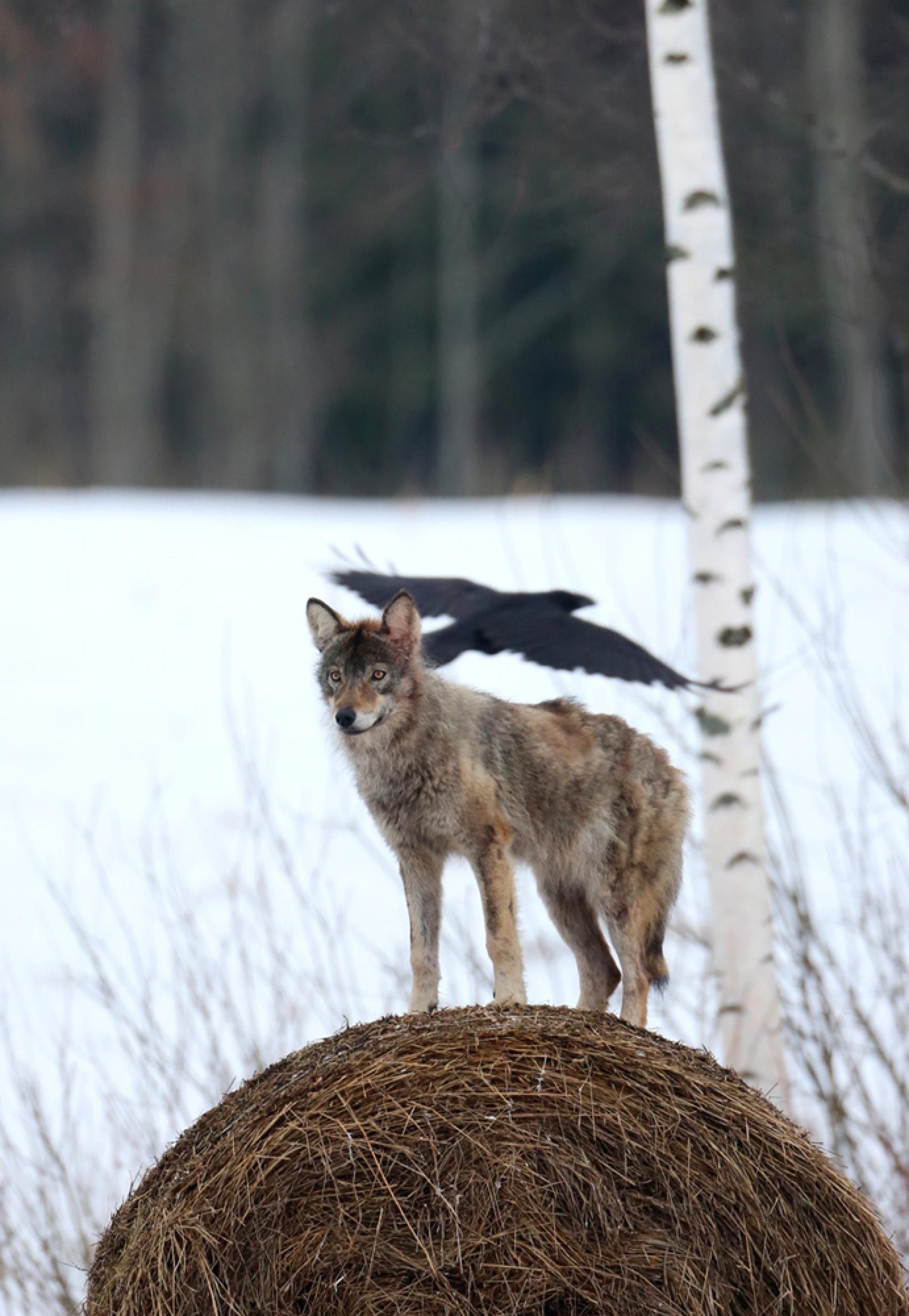 ein Wolf, der auf einem Heuballen steht [AI]