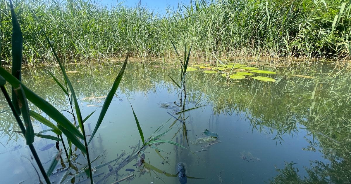 Wie die Natur uns kühlt – und Hitzewellen dämpfen kann