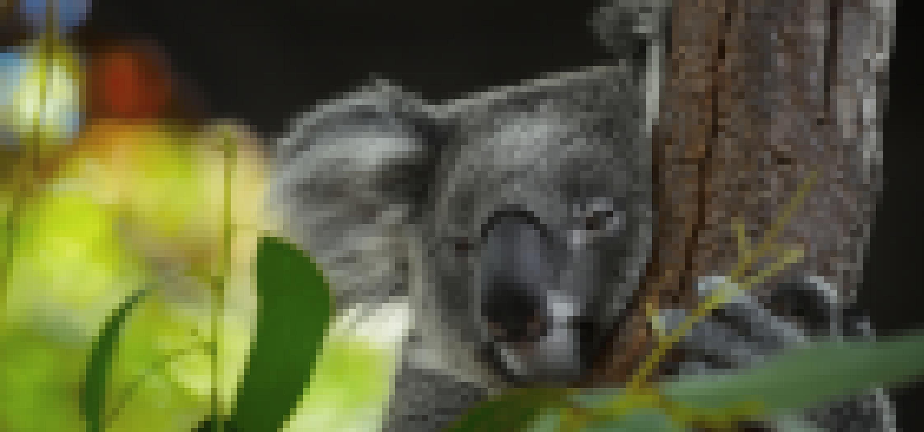 Koalabär schmiegt sich an einem Baum