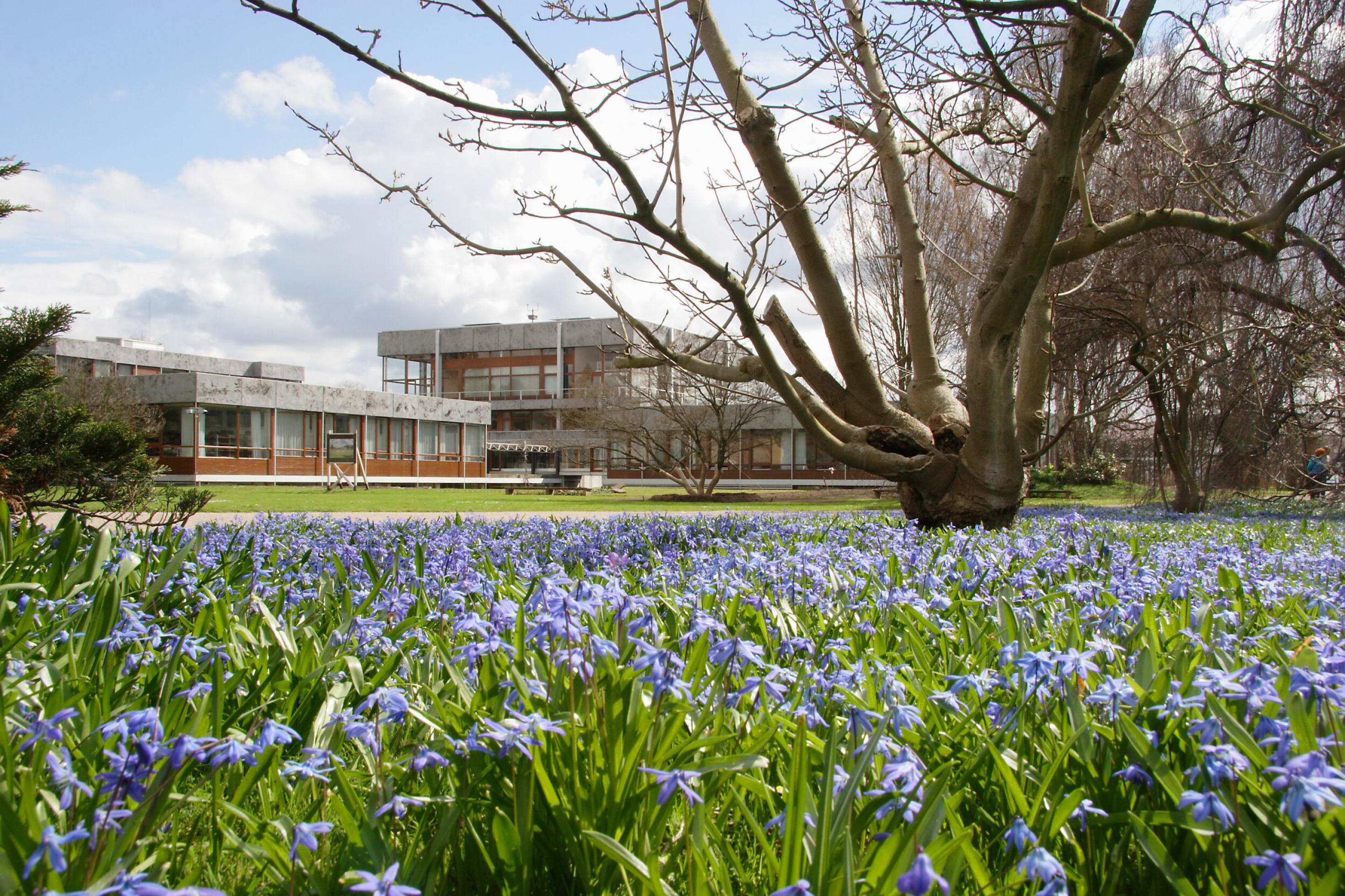 Das Gebäude des Gerichts hinter blühenden Blaustern-Pflanzen in Frühlingsstimmung.