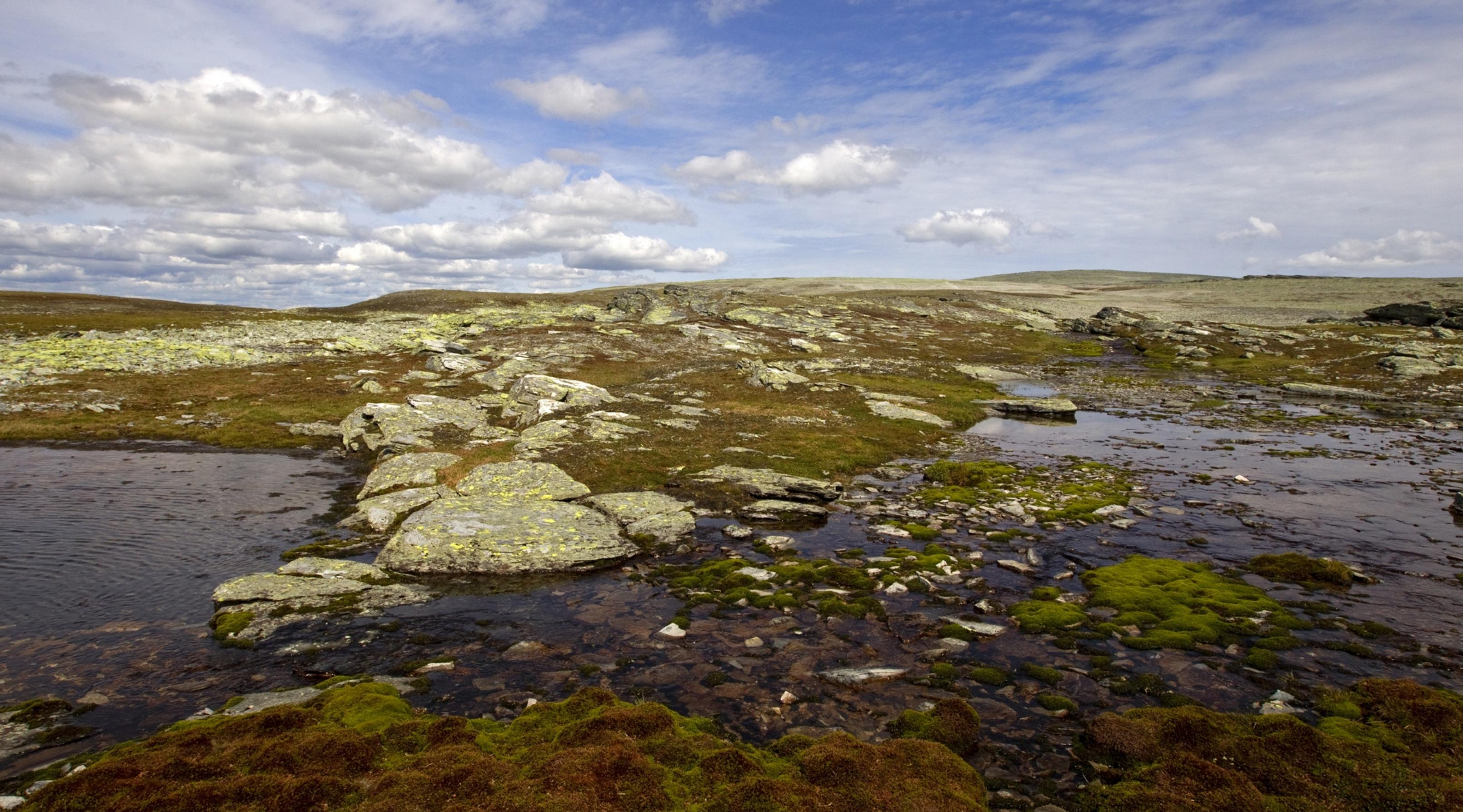 Landschaftsfoto des Dovrefjell in Norwegen. Eine weite mit Moos bewachsene Ebene ohne Bäume oder Sträucher bei blauem wolkenlosen Himmel