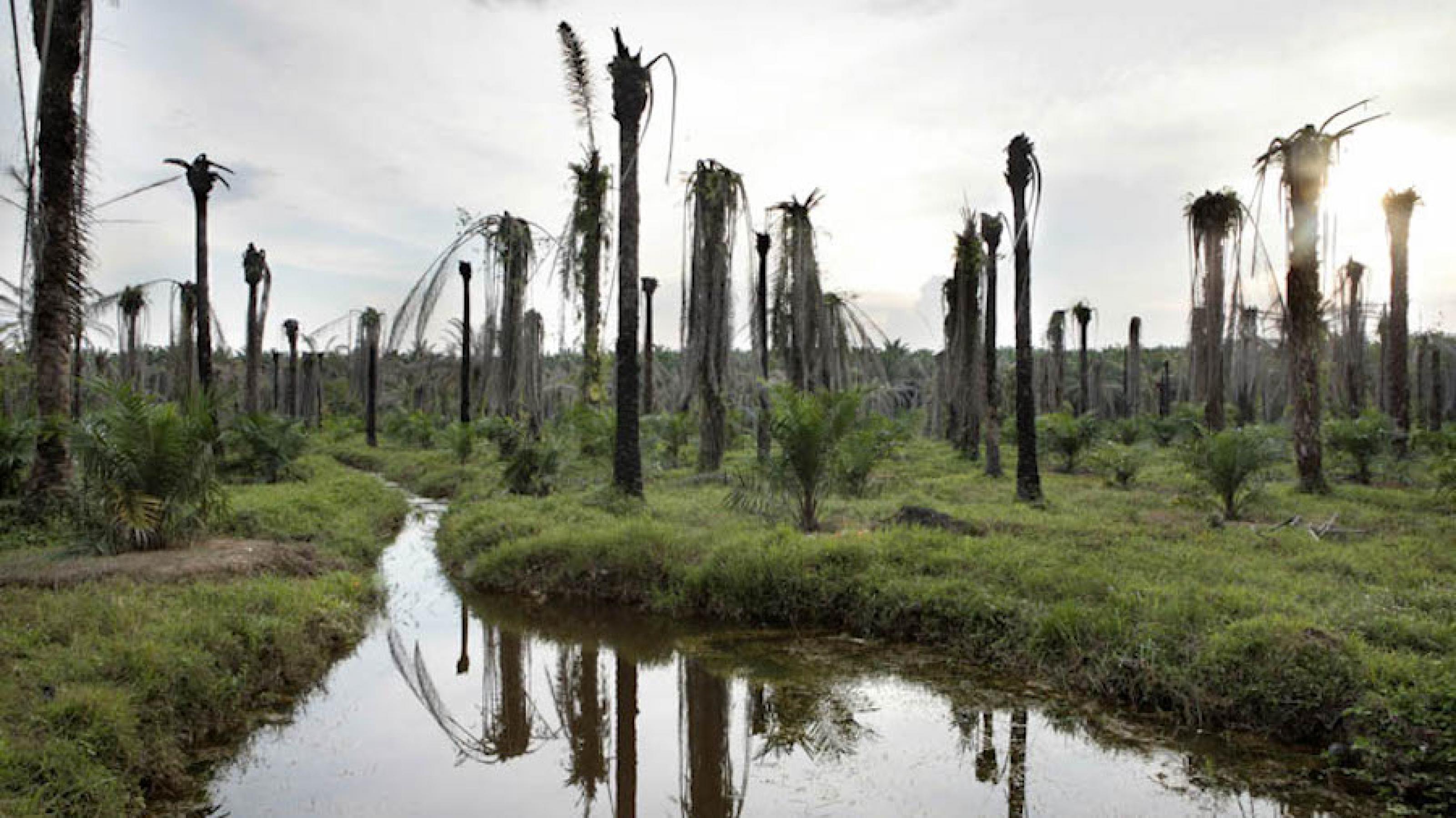 Abgestorbene Ölpalmen in einem ehemaligen Regenwaldgebiet auf Borneo, Indonesien