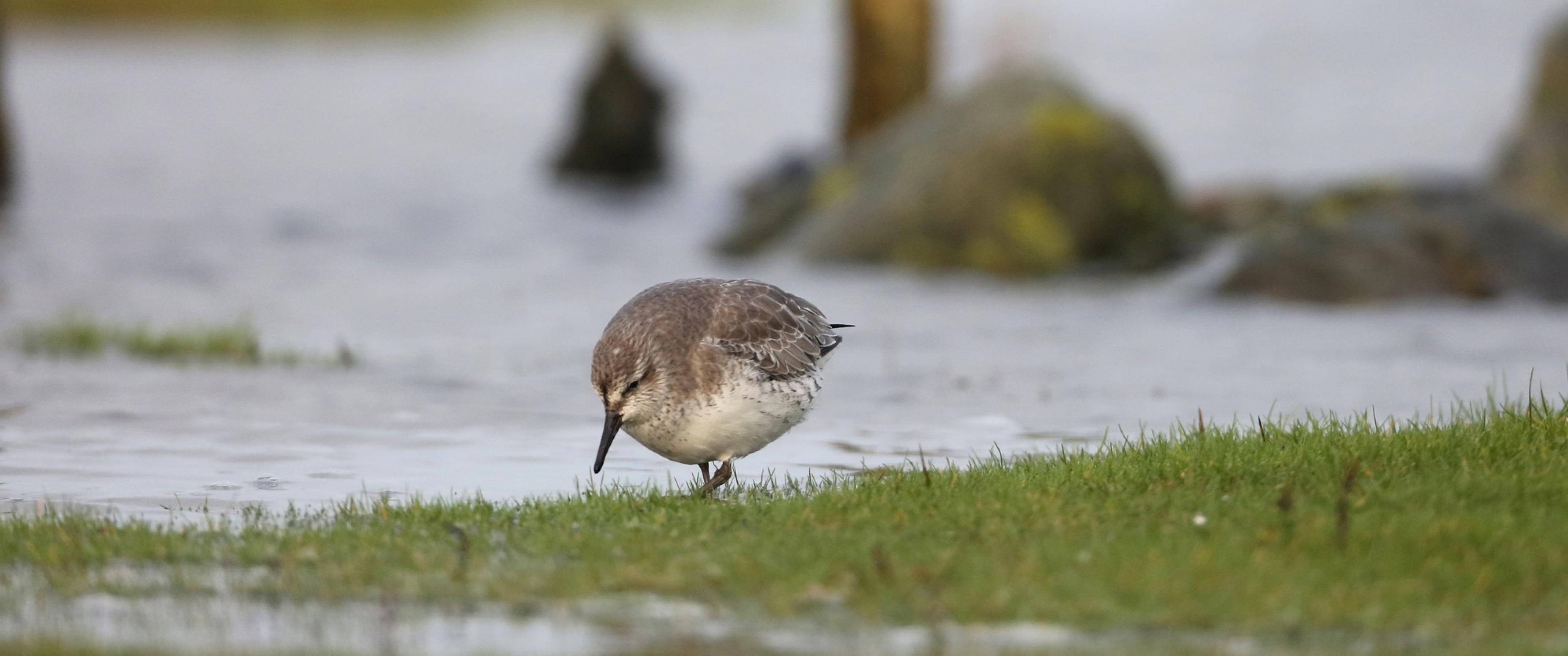 ein Vogel, der auf Gras steht [AI]