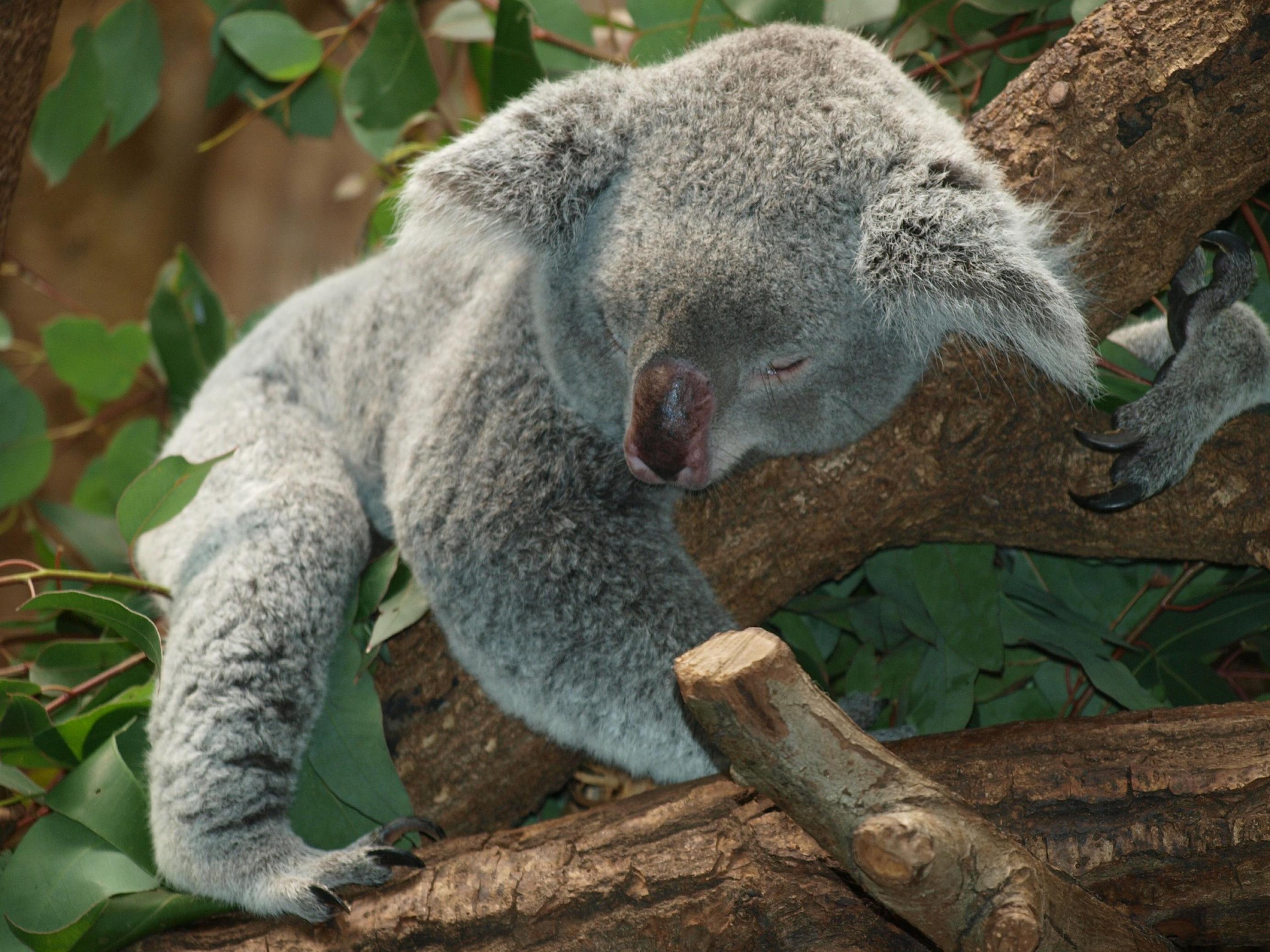 Ein schlafender Koala-Bär auf einem Ast