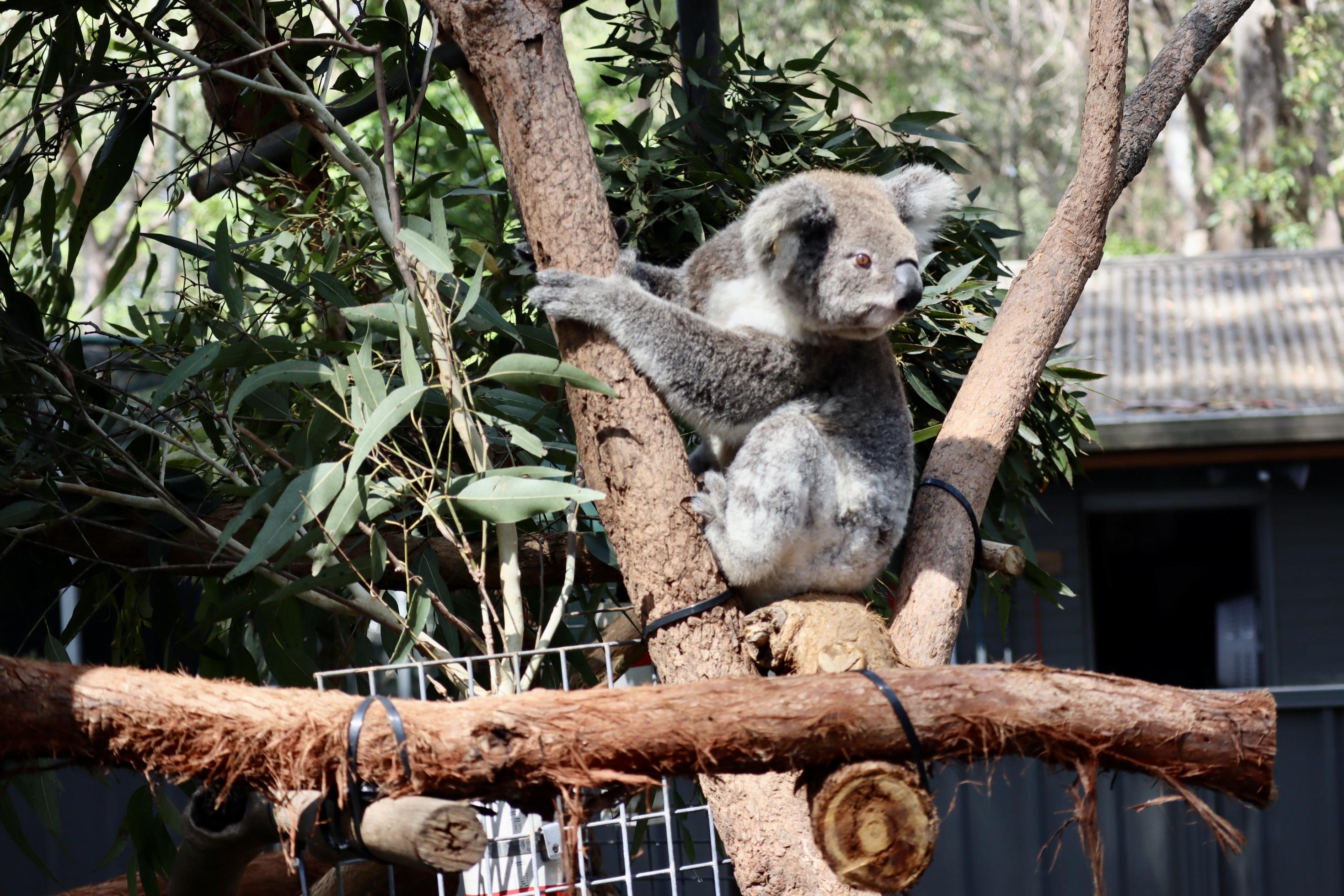 Im offenen Gehege des Koala Hospitals sitzt das Koalaweibchen auf einem Astgerüst. Emerald Downs Mary, so der Name des Tiers nach seinem Fundort, ist dauerhaft in Port Macquarie in Pflege, da es blind ist und in freier Wildbahn nicht überleben könnte.