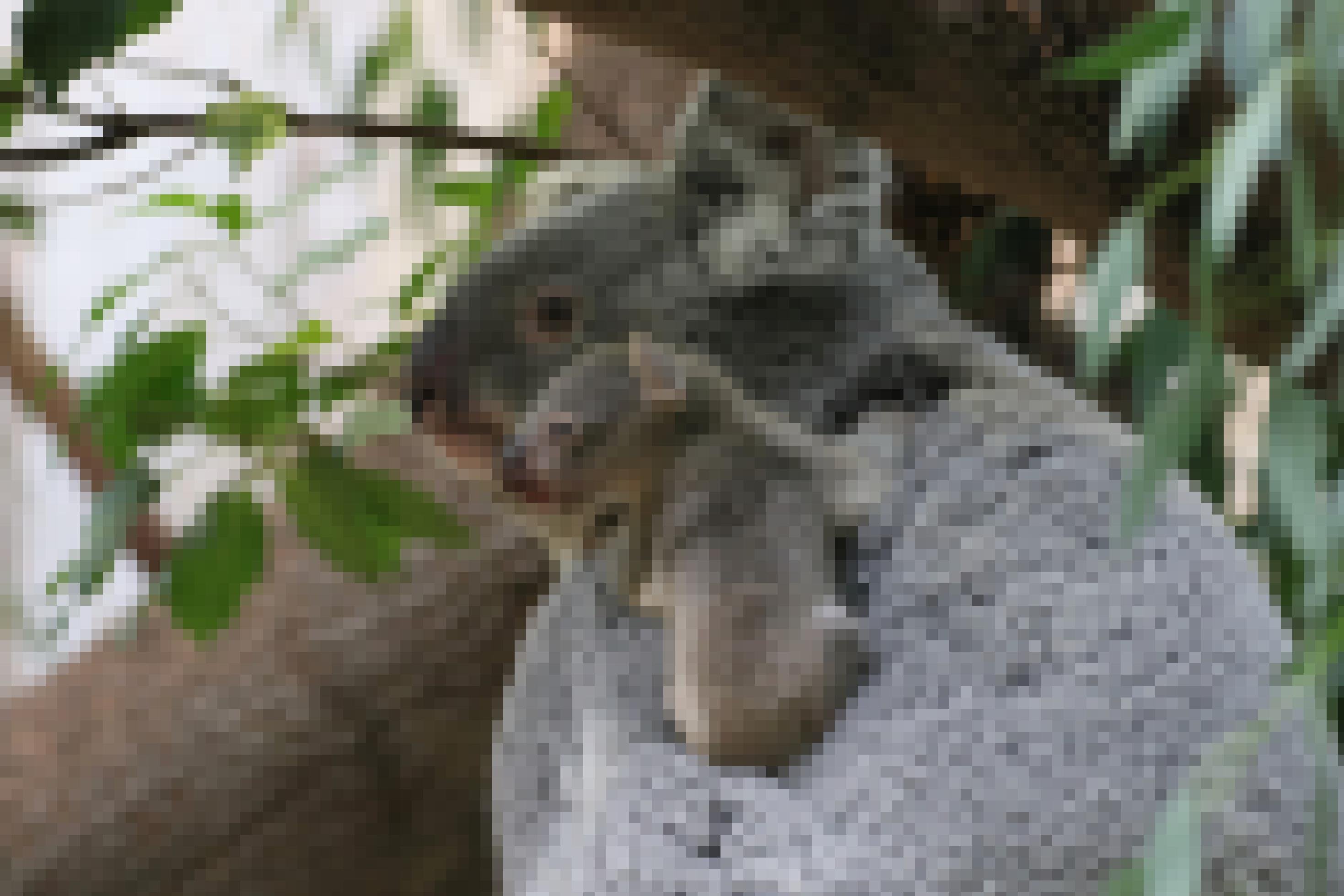 Ein Koala mit Jungtier