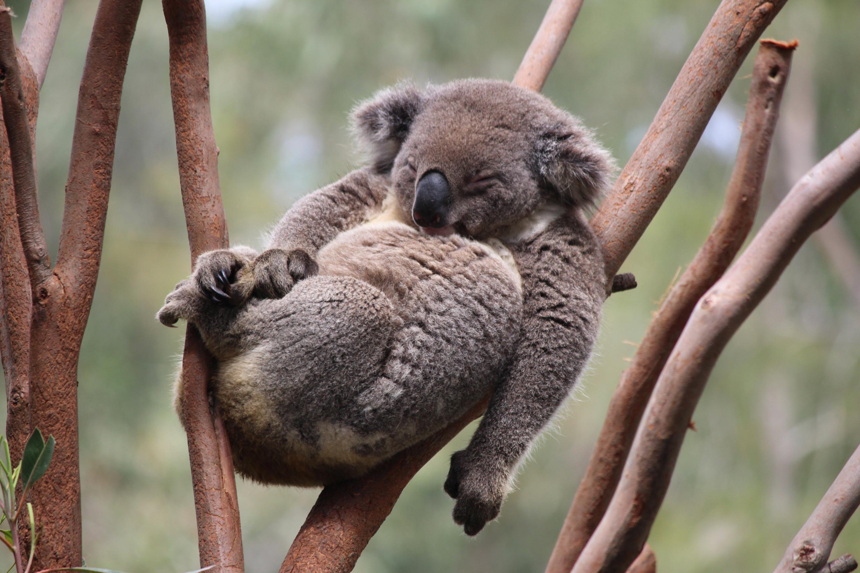 Auf den glatten, braunen Ästen eines Eukalyptus-Baumes hat es sich ein Koala – der einem Teddybären sehr ähnelt – gemütlich gemacht. Er hat braun-graues, dichtes Fell und eine dicke schwarzglänzende Nase, ruht mit geschlossenen Augen, den Rücken an die Äste gelehnt. Die Beine sind angezogen wie bei einem Baby, der rechte Arm ruht auf dem Bauch, der linke hängt schlaff herunter.