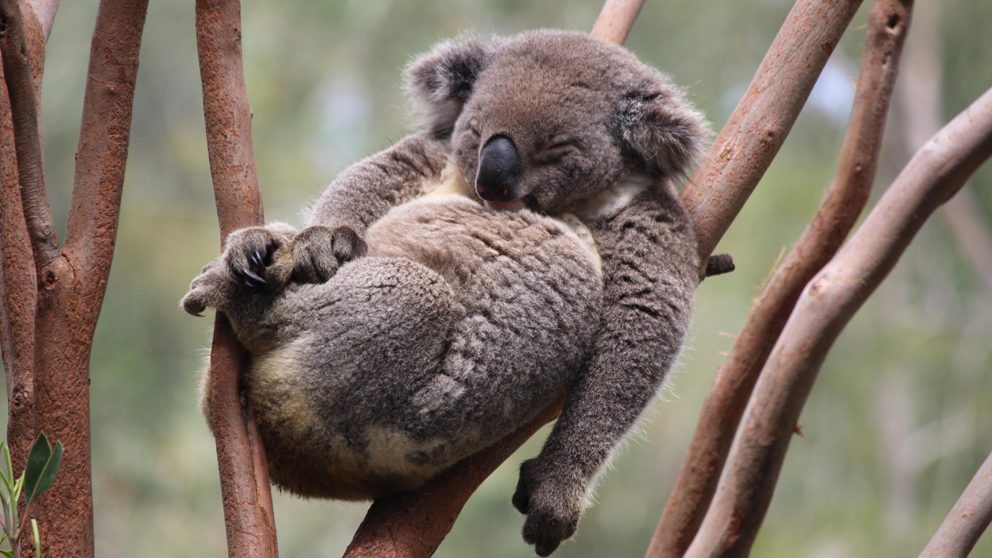 Auf den glatten, braunen Ästen eines Eukalyptus-Baumes hat es sich ein Koala – der einem Teddybären sehr ähnelt – gemütlich gemacht. Er hat braun-graues, dichtes Fell und eine dicke schwarzglänzende Nase, ruht mit geschlossenen Augen, den Rücken an die Äste gelehnt. Die Beine sind angezogen wie bei einem Baby, der rechte Arm ruht auf dem Bauch, der linke hängt schlaff herunter.