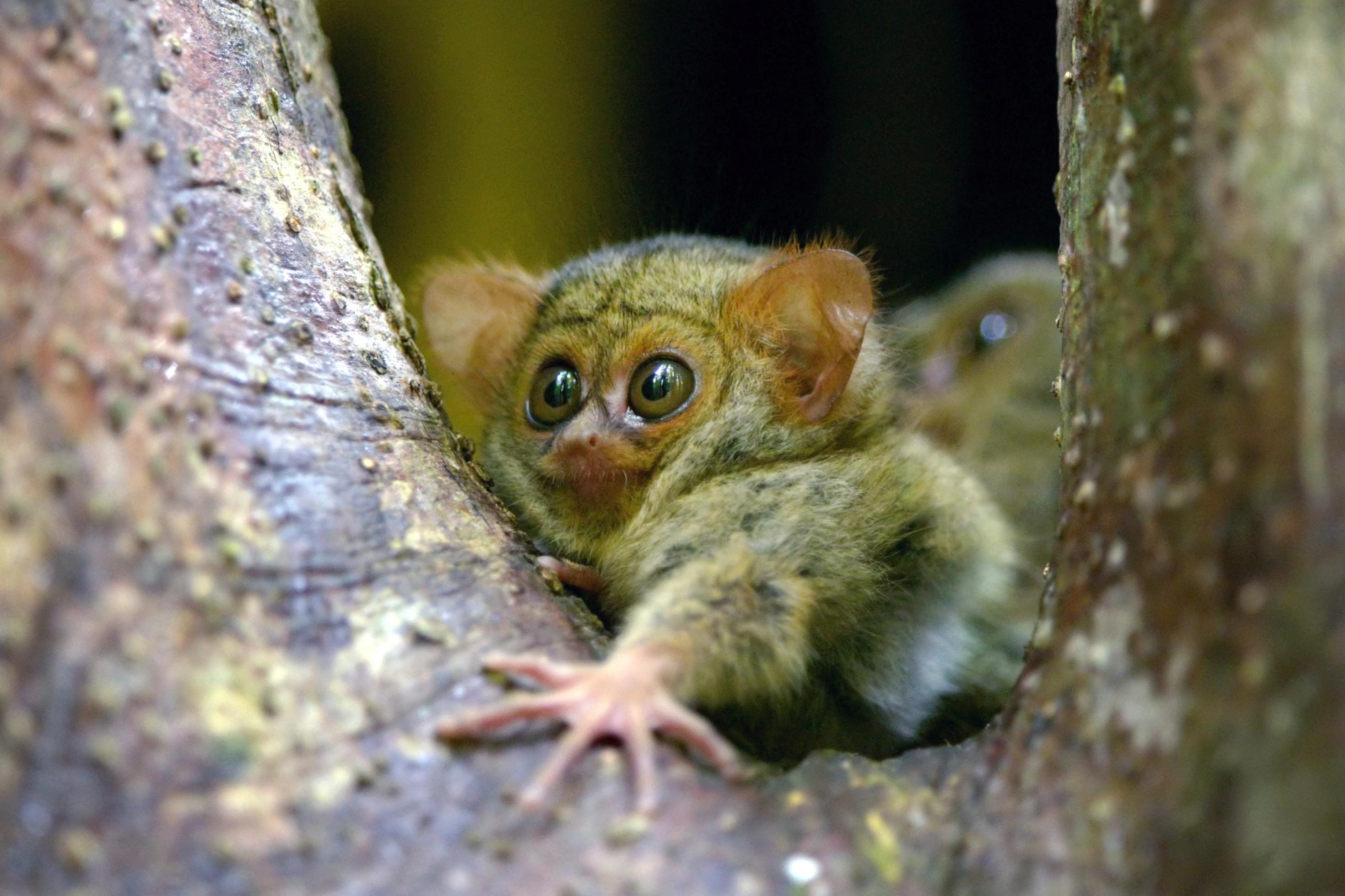 Foto zeigt einen Koboldmaki, der ist nicht viel größer als eine Grapefruit