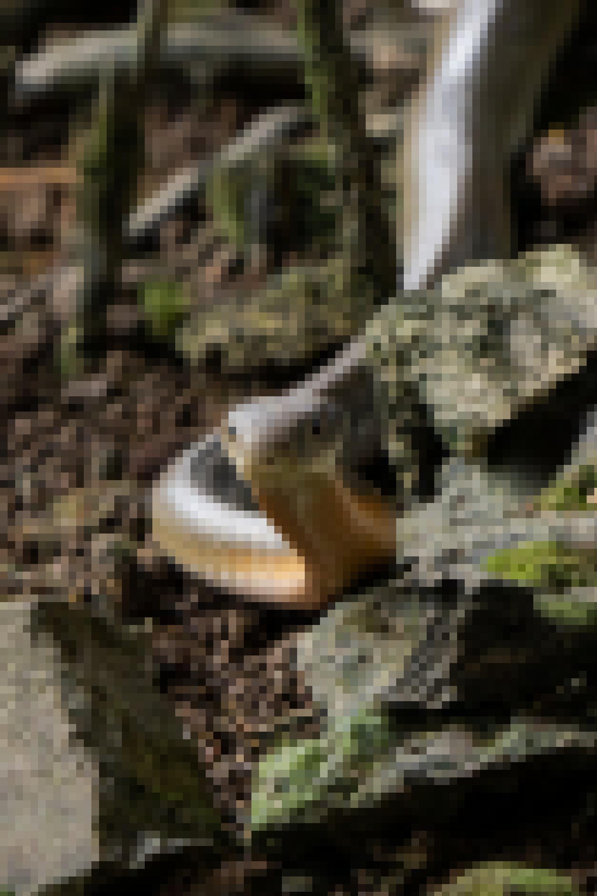 eine bräunliche Schlange mit hellerem Bauch kriecht auf dem Boden zwischen Steinen auf den Betrachter zu und blickt in die Kamera.