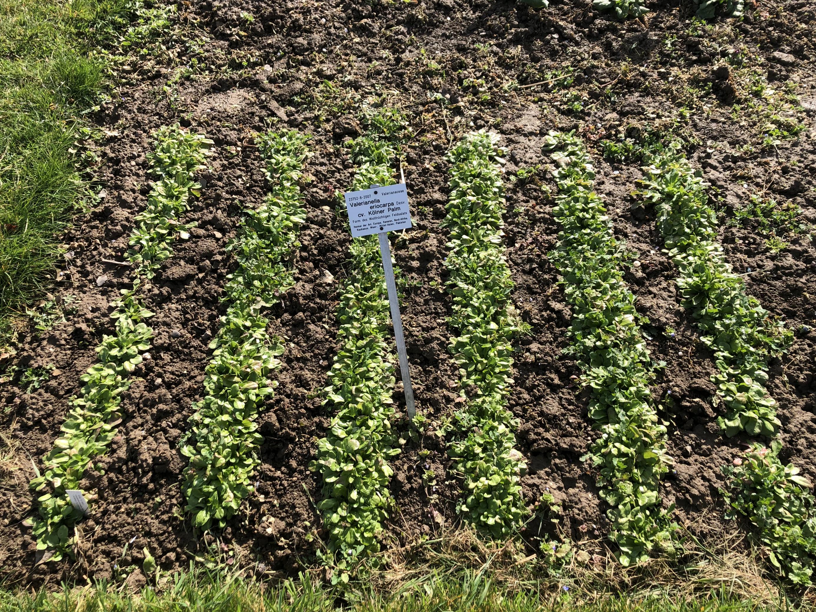 Der Feldsalat „Kölner Palm“ ist als Wintergemüse Mitte März fast erntereif.