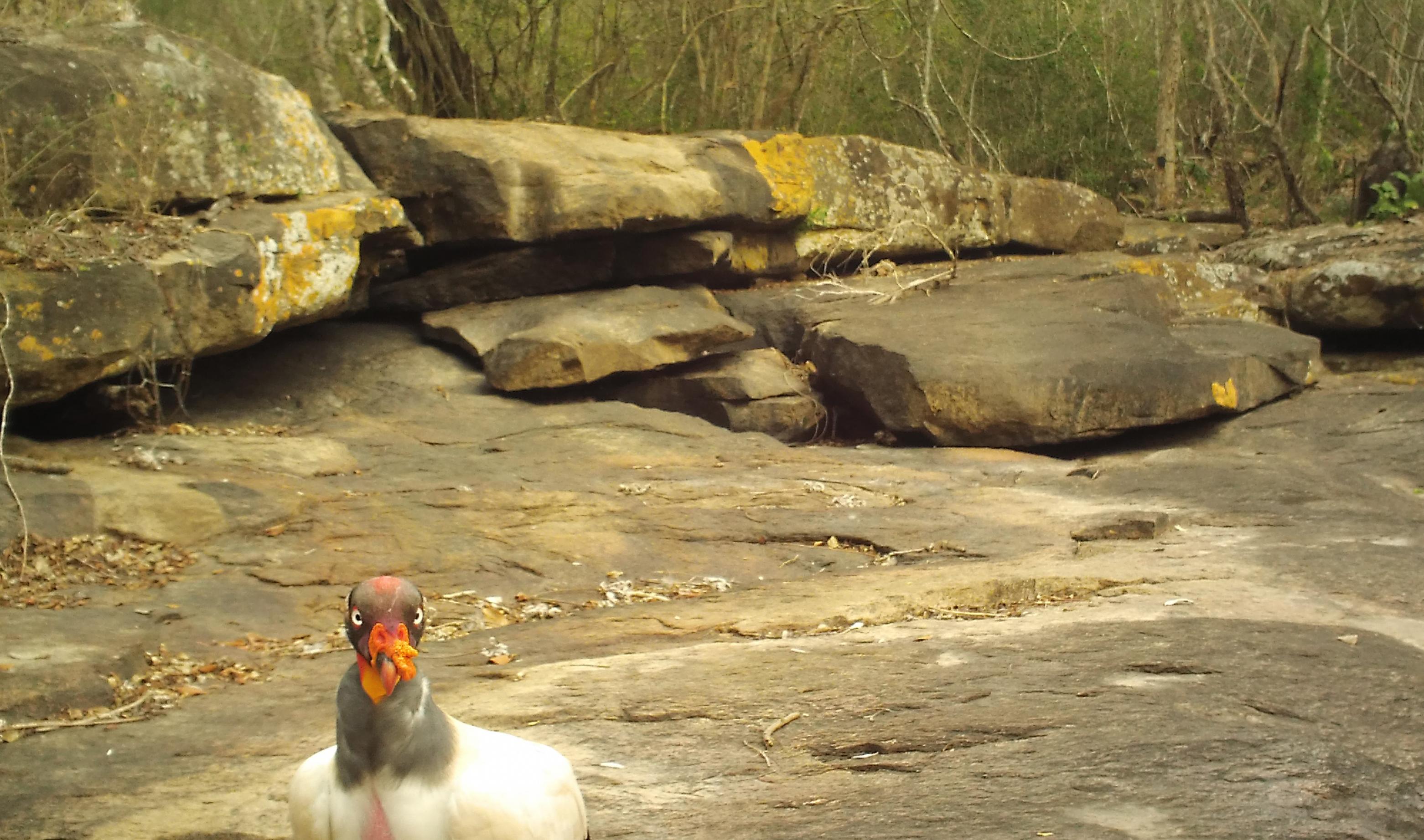 Ein Königsgeier, ein Vogel mit weißem Rumpf, grauem Hals und Kopf, einem orangen Fleck auf dem Kopf und orange farbenem Schnabel steht auf einem Felssplateau vor Felsblöcken und blickt an linken untern Bildrand direkt zum Betrachter.