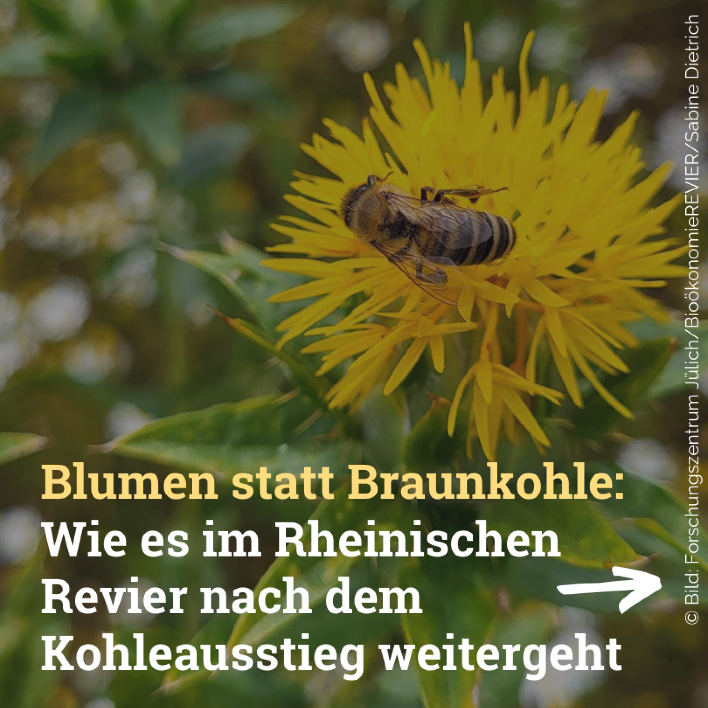 Blumen statt Braunkohle: Wie es im Rheinischen Revier nach dem Kohleausstieg weitergeht
