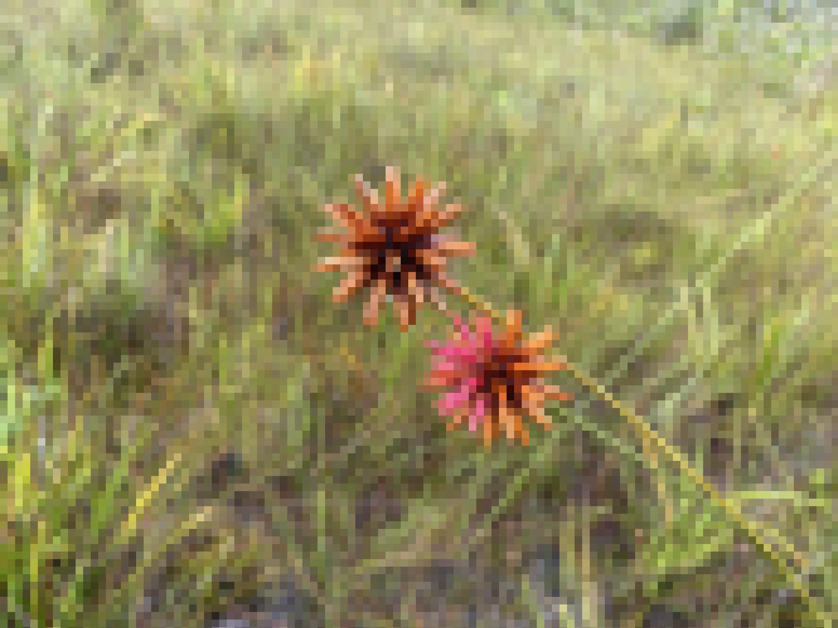 Zwei orange-ockerfarbene kugelförmige Blüten in einer Savanne.