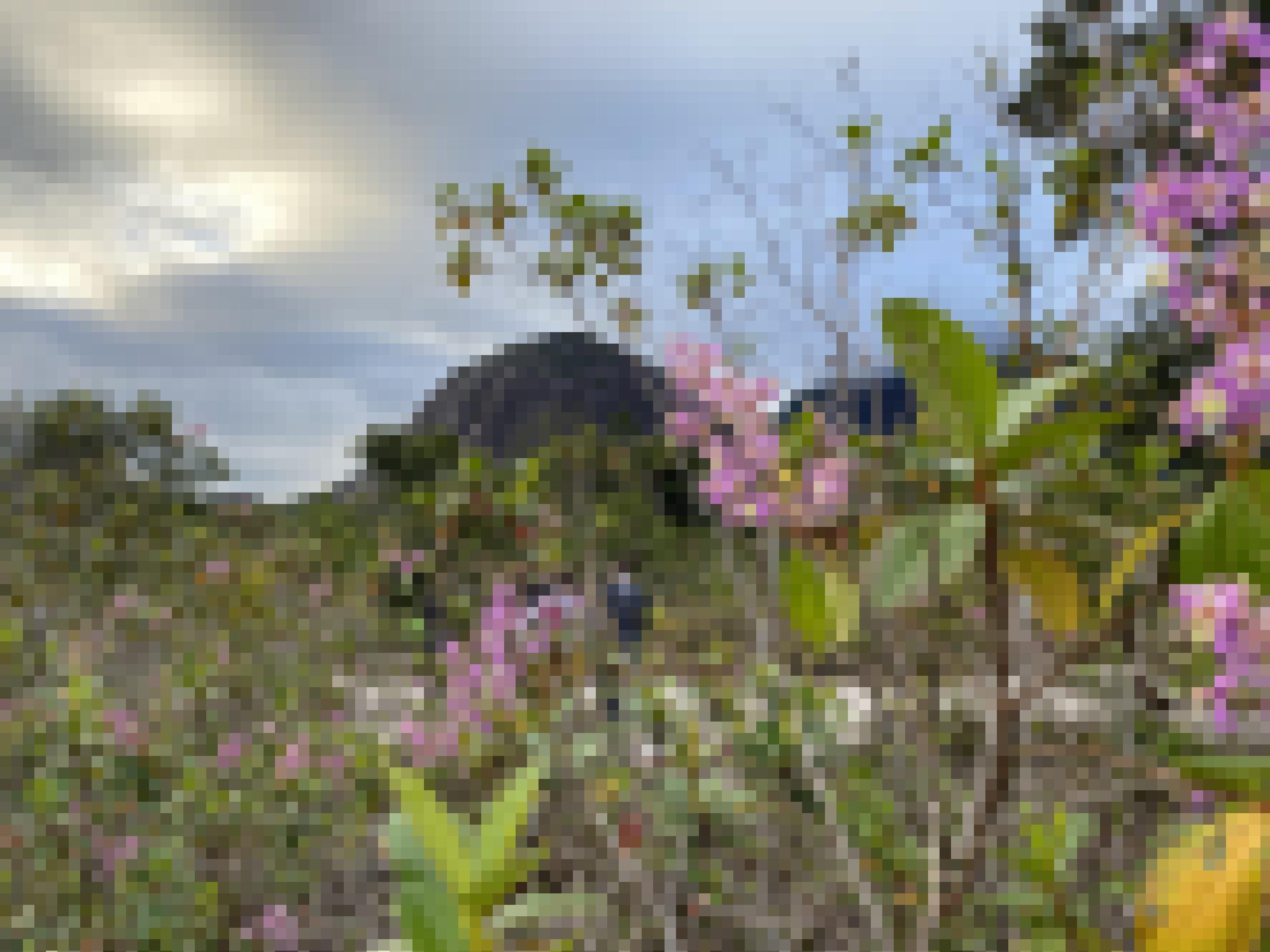 Ein rosa blühender Busch, im Hintergrund ein für die Region typischer Tafelberg.