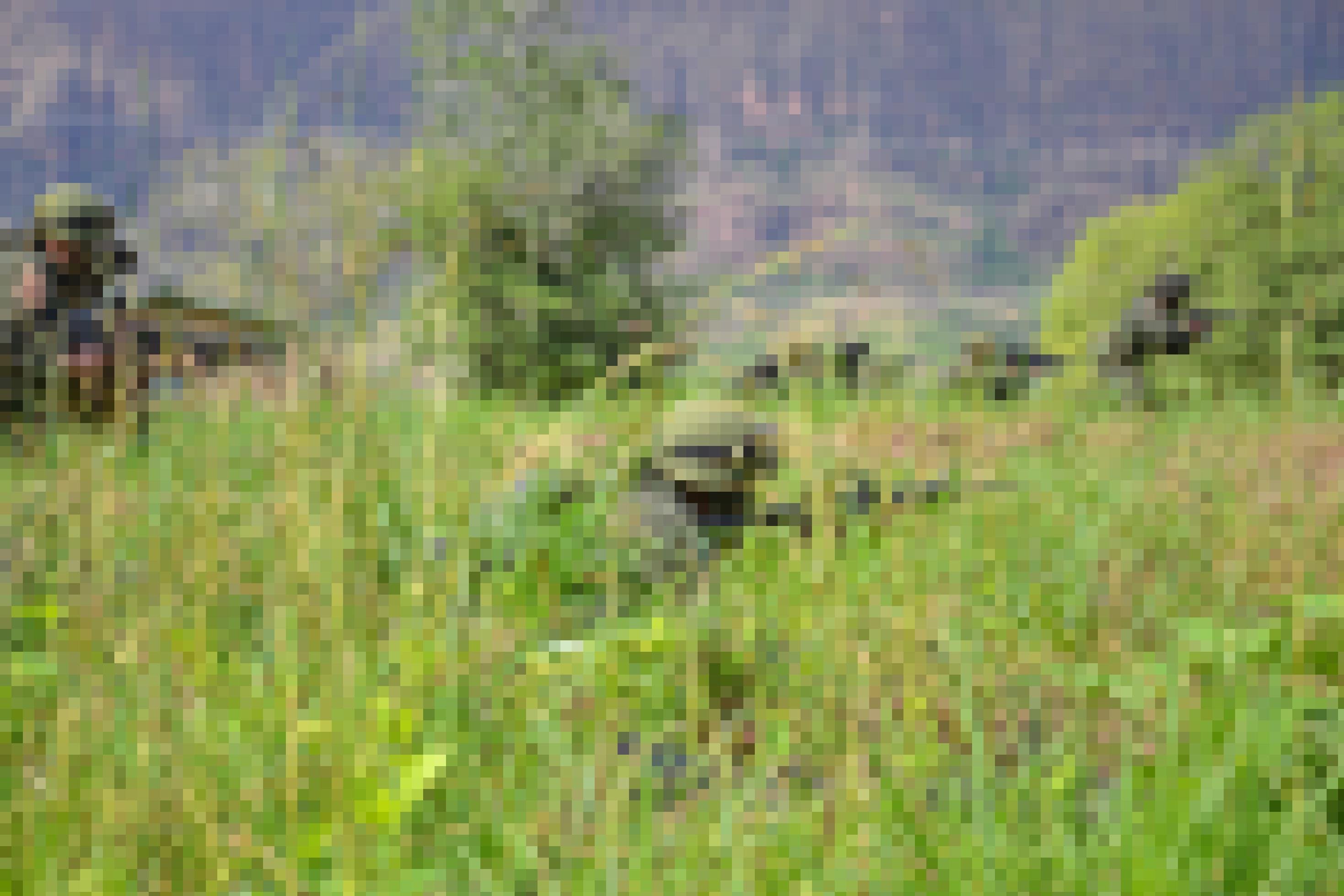 Wiese mit hohem Gras, im Hintergrund Büsche und ein Gebirge. Mehrere Soldaten in Uniform schleichen sich mit angelegtem Gewehr an. Von manchen sind nur der Helm, Oberkörper und das Gewehr zu sehen, weil sie sich geduckt haben.