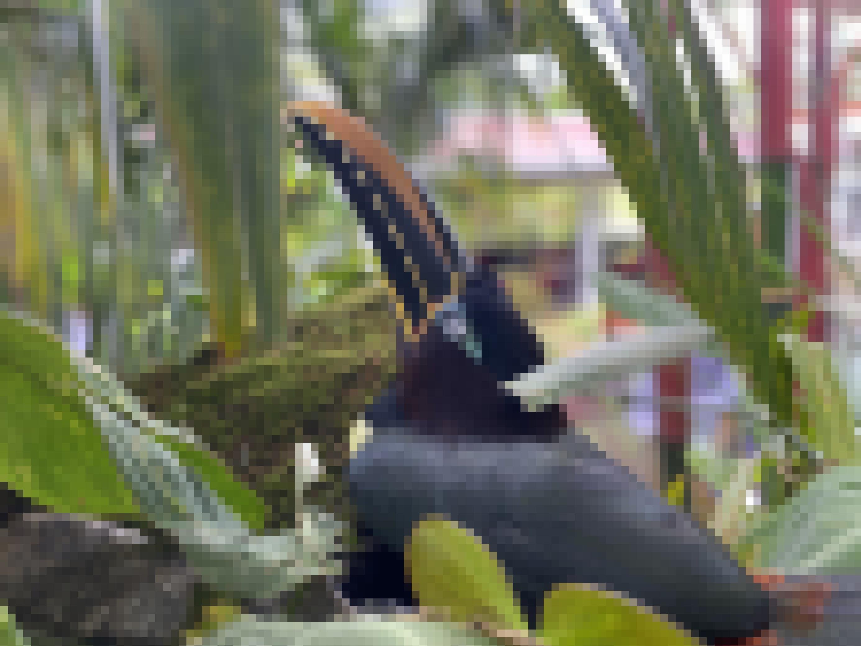 Ein bunter Tukan inmitten von tropischer Vegetation.
